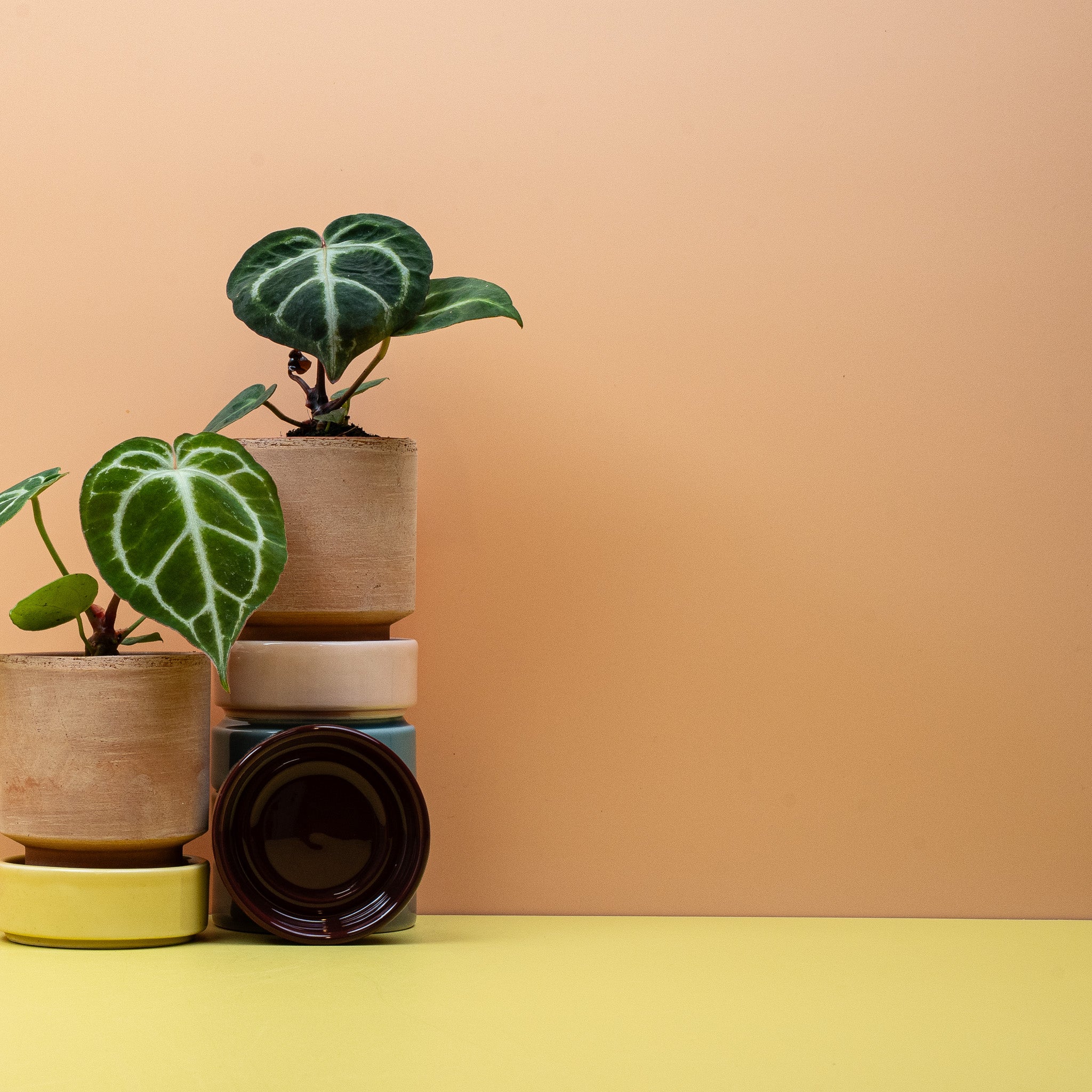 ANTHURIUM MAGNIFICUM - Image 7