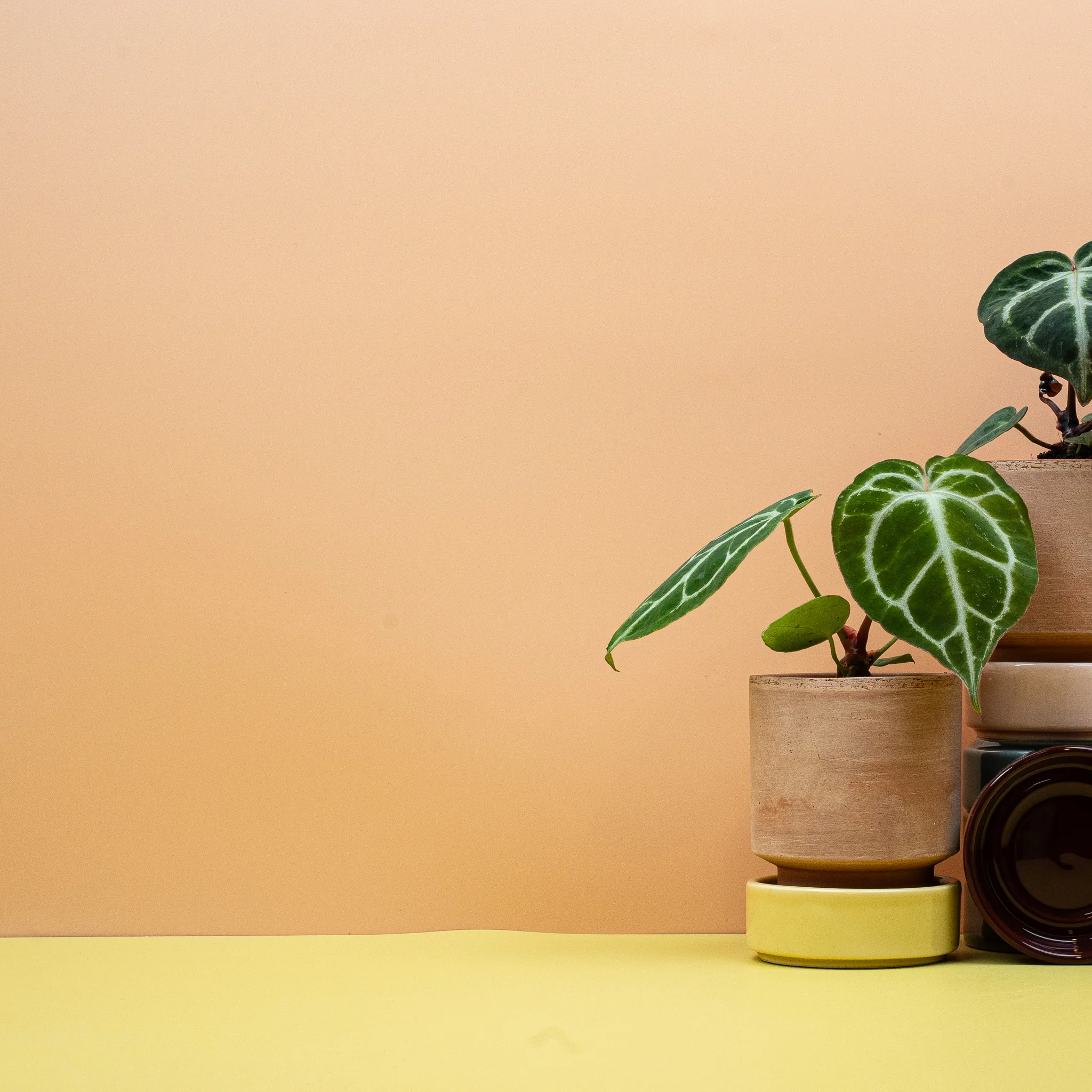 ANTHURIUM MAGNIFICUM - Image 8