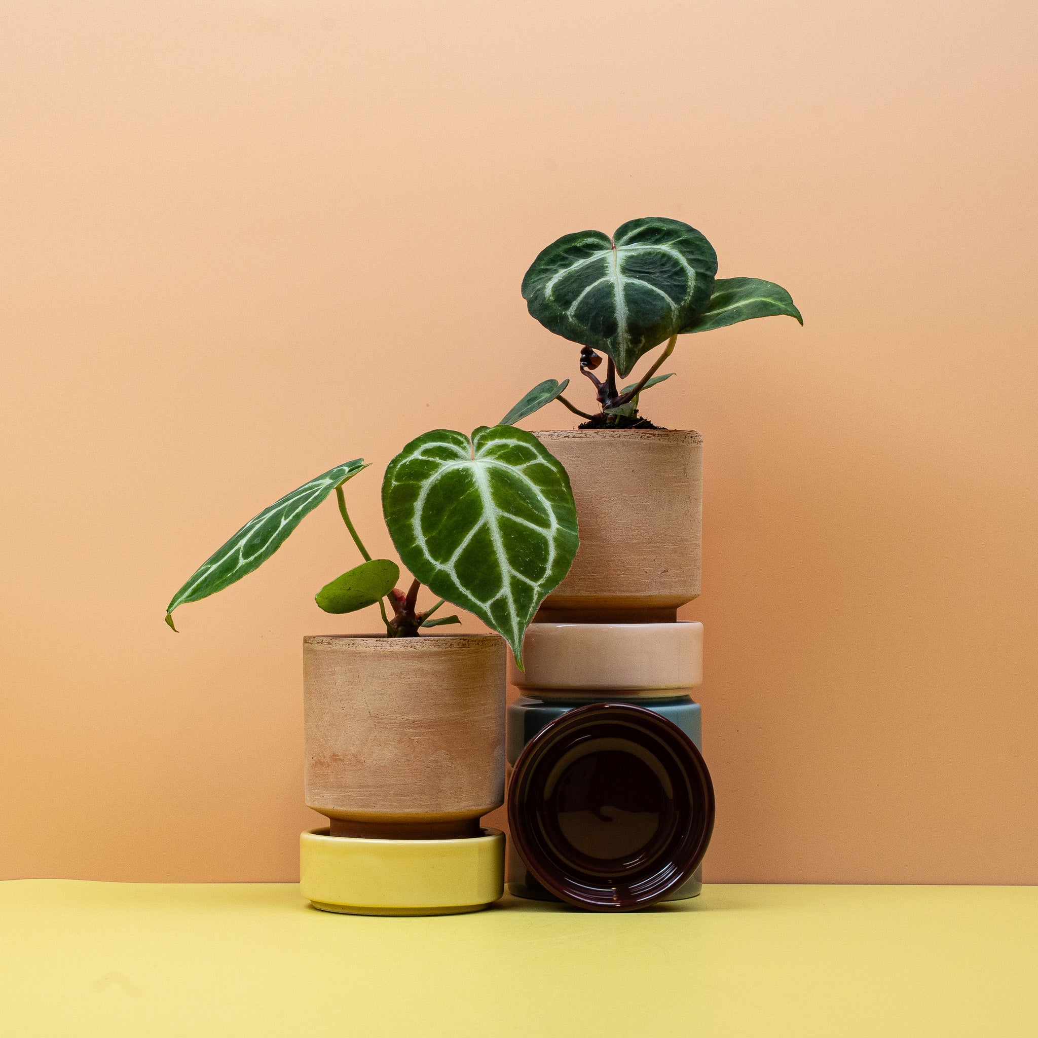 ANTHURIUM MAGNIFICUM - Image 9