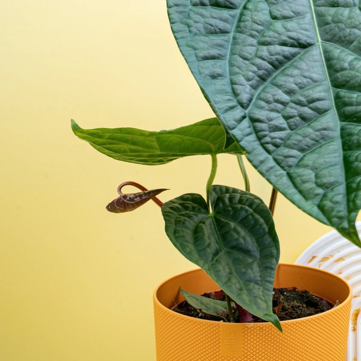 ANTHURIUM MAGNIFICUM X LUXURIANS - Image 10