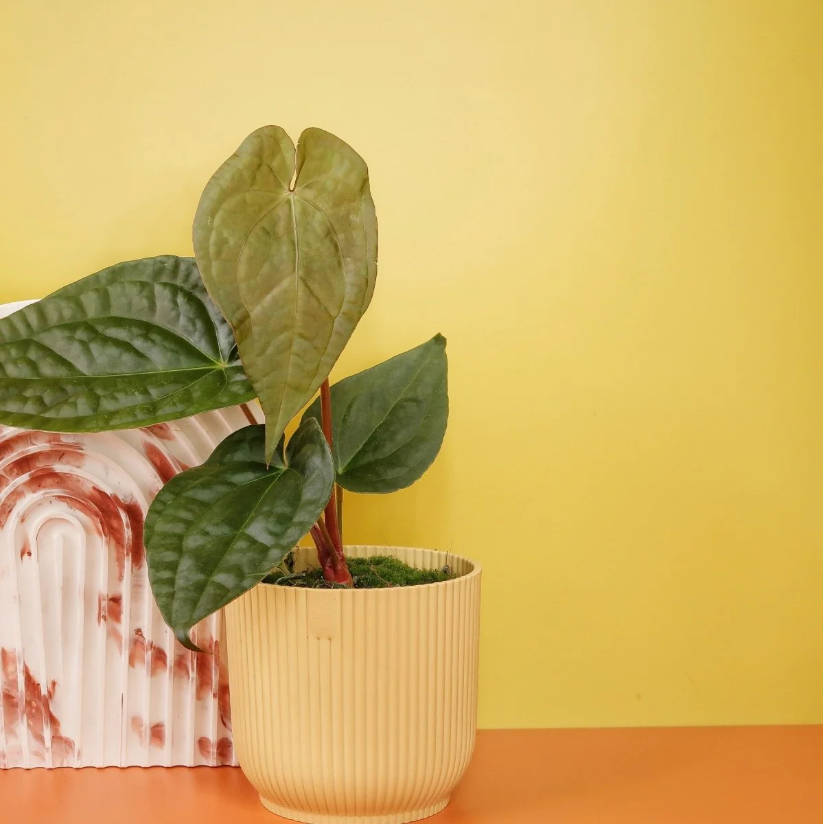 ANTHURIUM MAGNIFICUM X LUXURIANS - Image 3