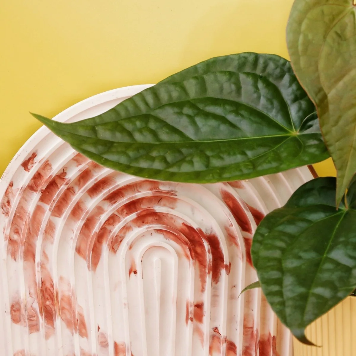 ANTHURIUM MAGNIFICUM X LUXURIANS - Image 4