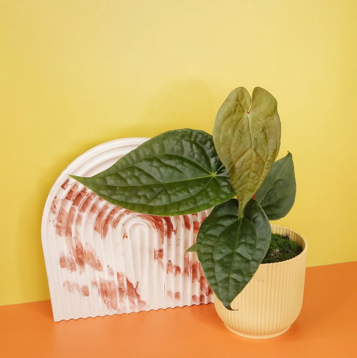 ANTHURIUM MAGNIFICUM X LUXURIANS - Image 6