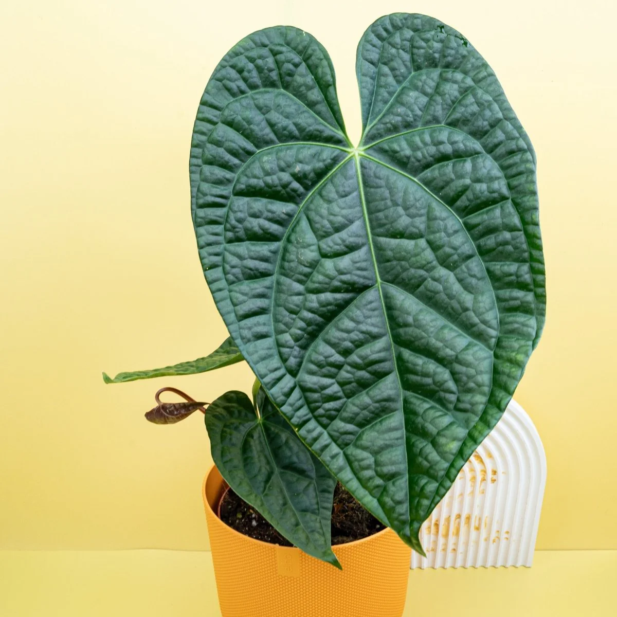 ANTHURIUM MAGNIFICUM X LUXURIANS - Image 7
