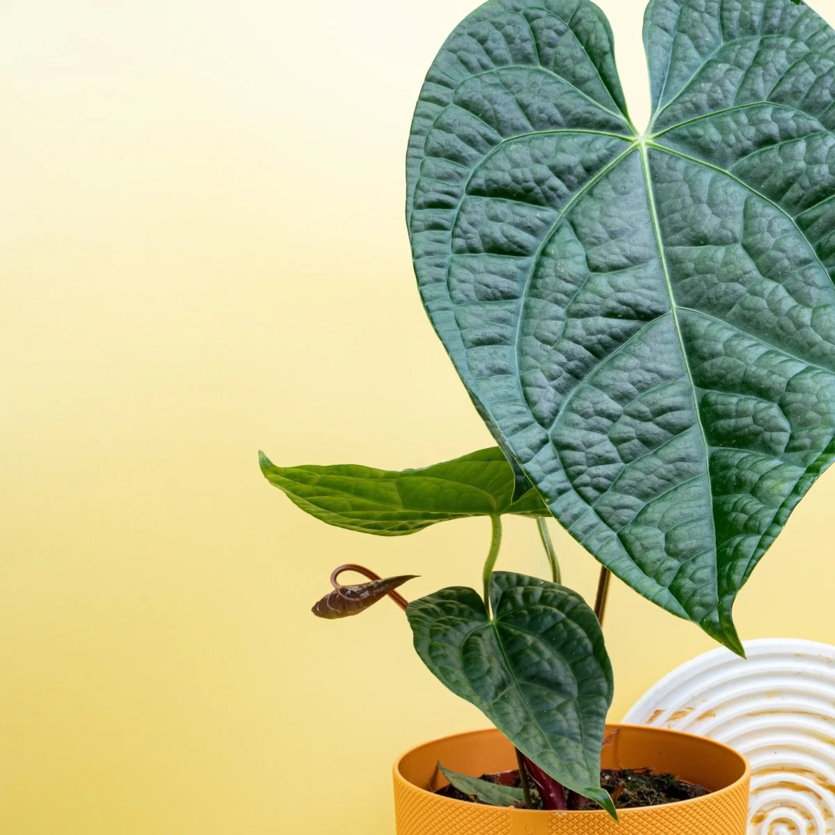 ANTHURIUM MAGNIFICUM X LUXURIANS - Image 8