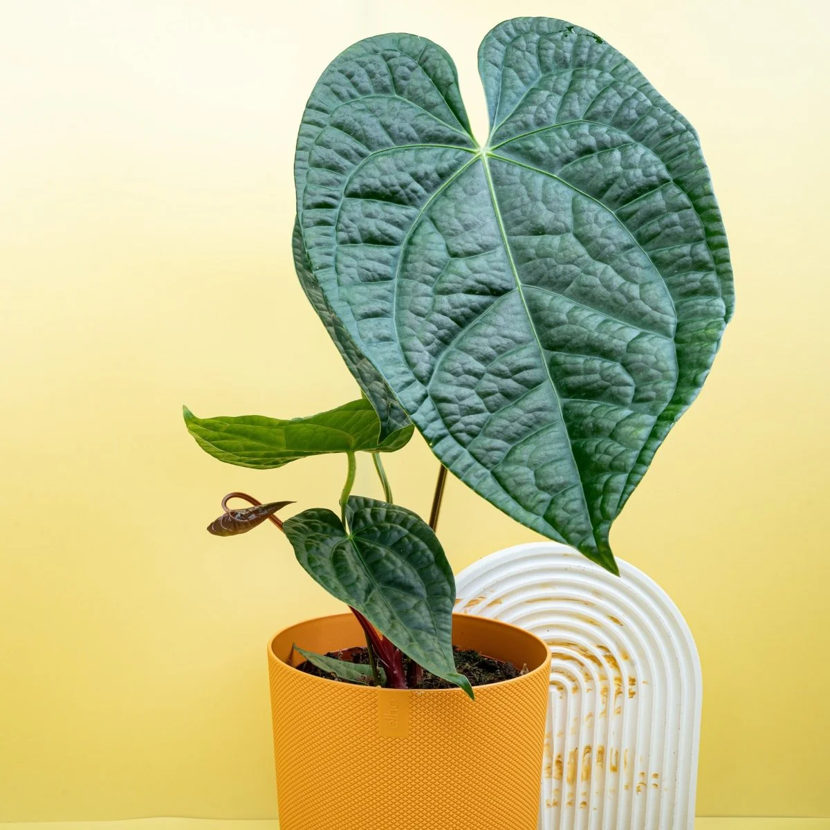 ANTHURIUM MAGNIFICUM X LUXURIANS - Image 9