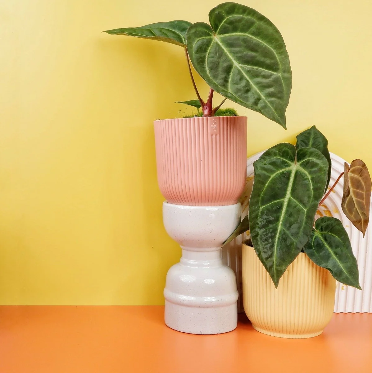 ANTHURIUM MAGNIFICUM X REGALE - Image 3