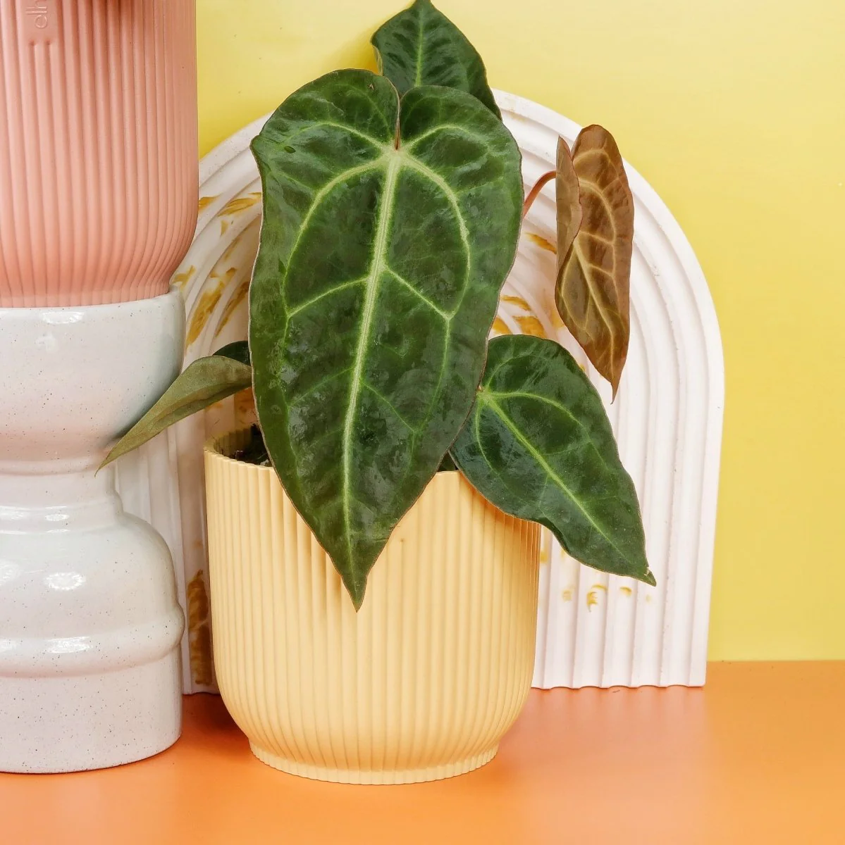 ANTHURIUM MAGNIFICUM X REGALE - Image 4