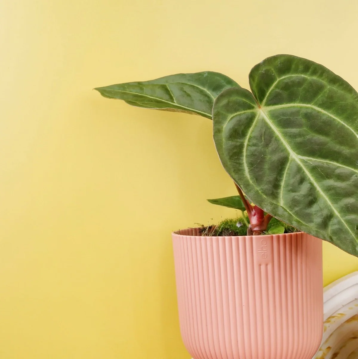 ANTHURIUM MAGNIFICUM X REGALE - Image 5