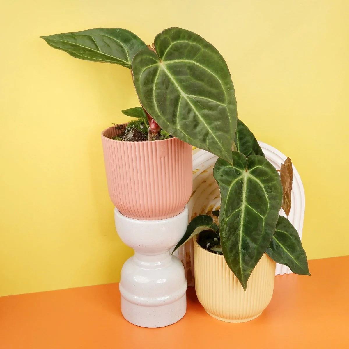 ANTHURIUM MAGNIFICUM X REGALE - Image 6