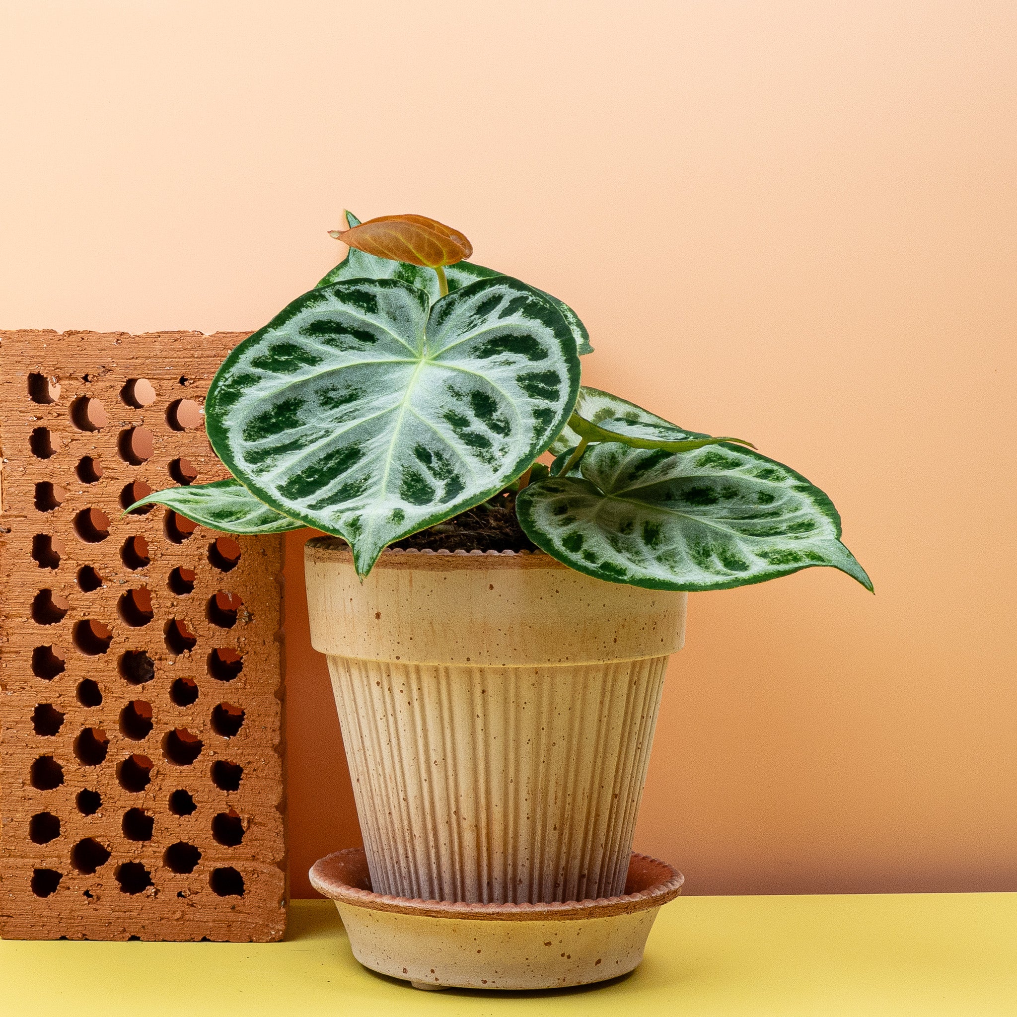 ANTHURIUM SILVER BLUSH - Image 11