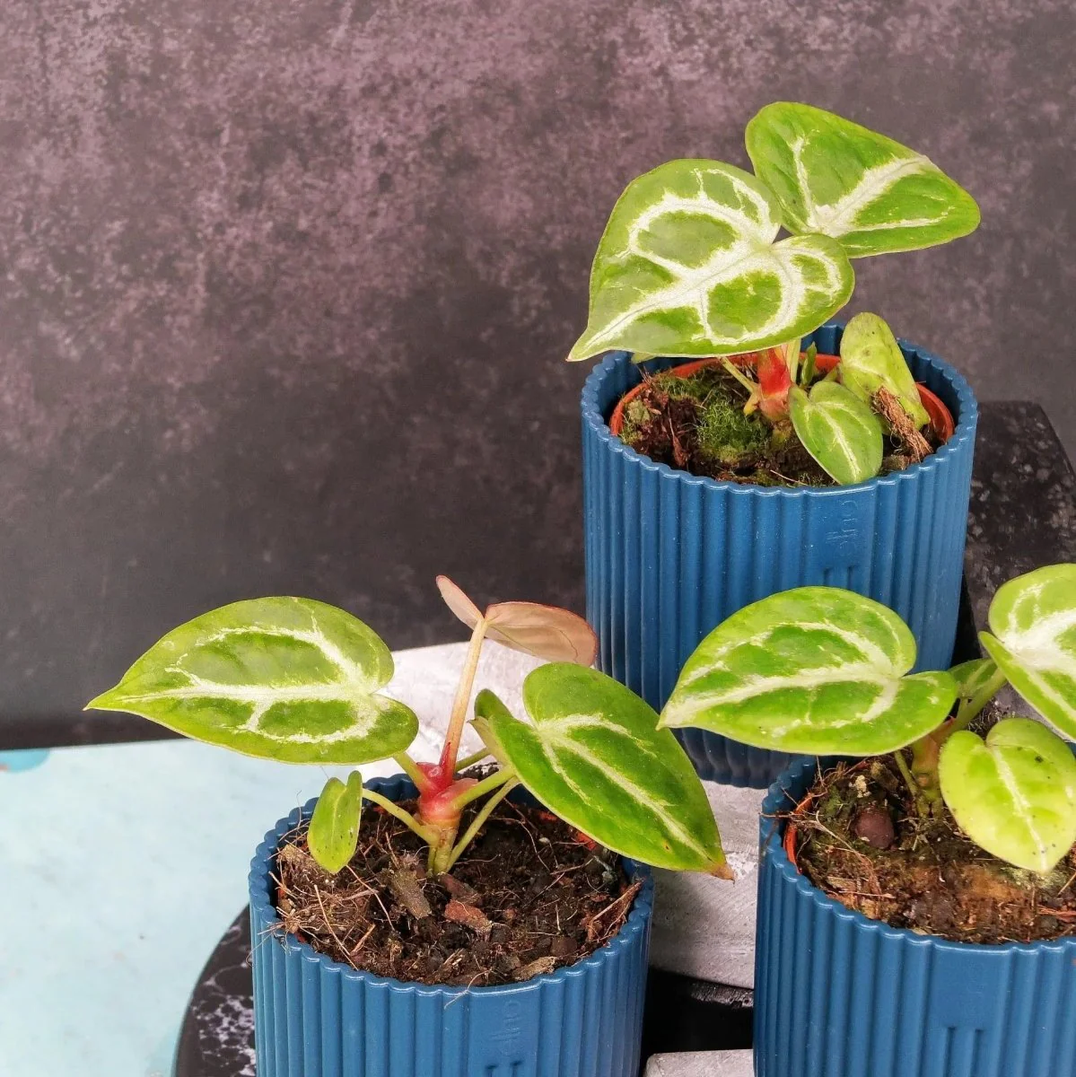 ANTHURIUM SILVER BLUSH - Image 3