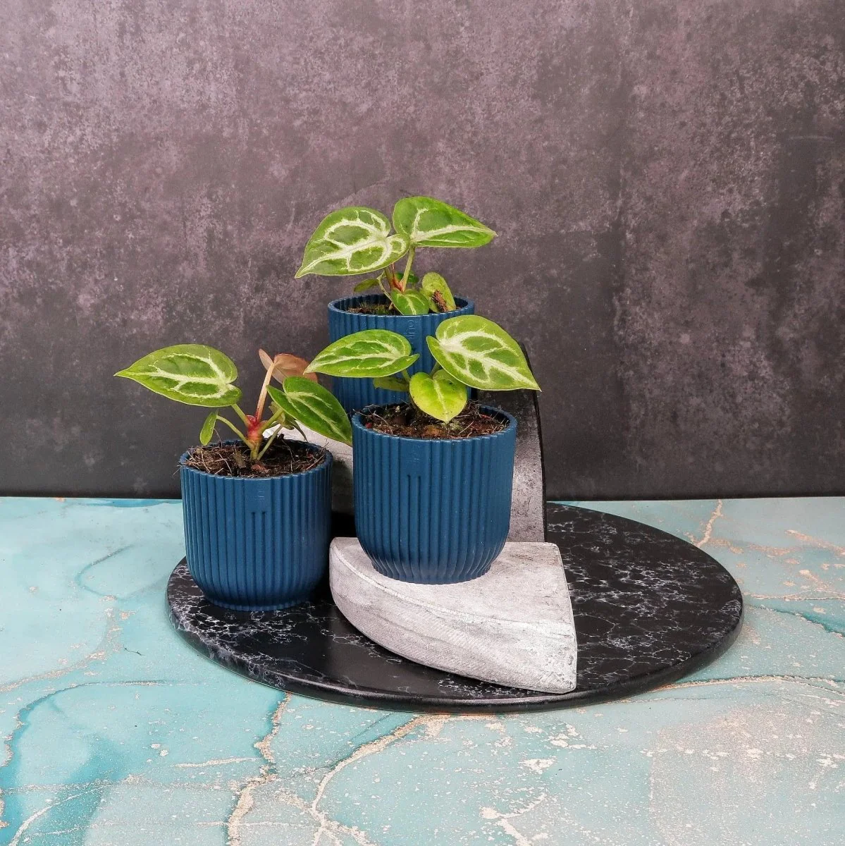 ANTHURIUM SILVER BLUSH - Image 4