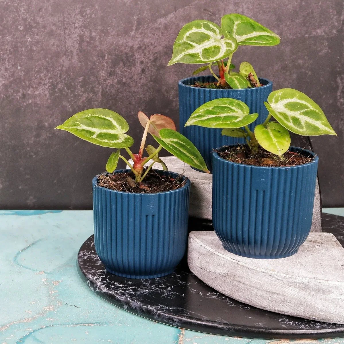 ANTHURIUM SILVER BLUSH - Image 5