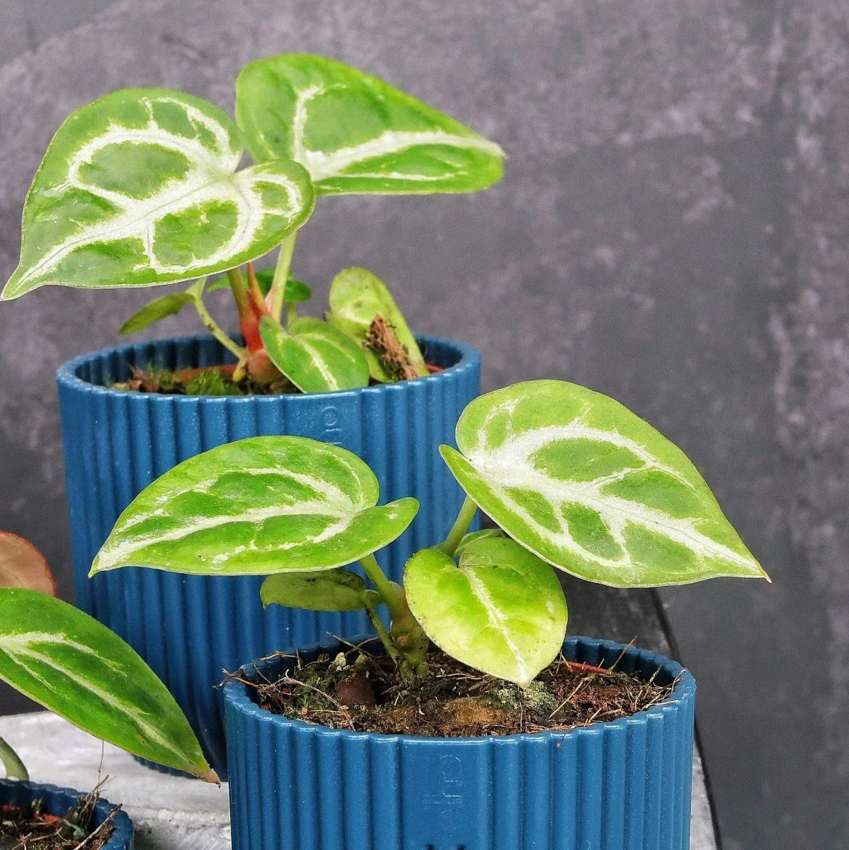 ANTHURIUM SILVER BLUSH - Image 6