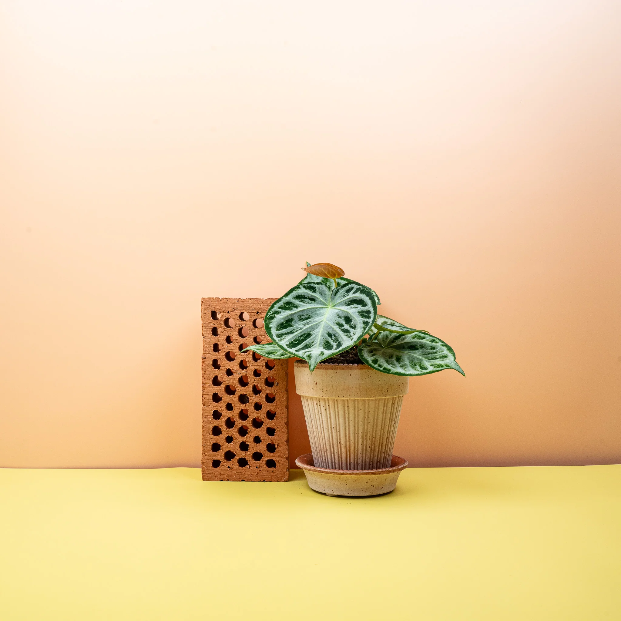 ANTHURIUM SILVER BLUSH - Image 7