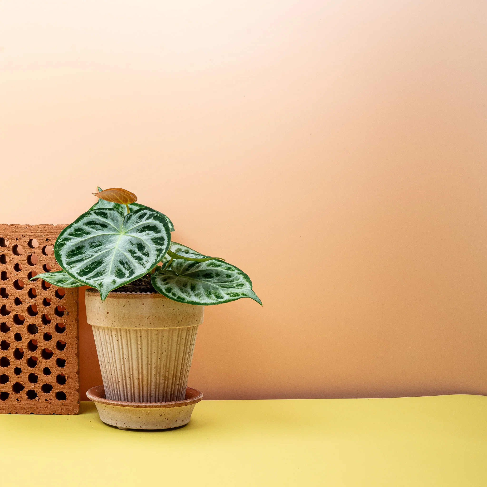 ANTHURIUM SILVER BLUSH - Image 8