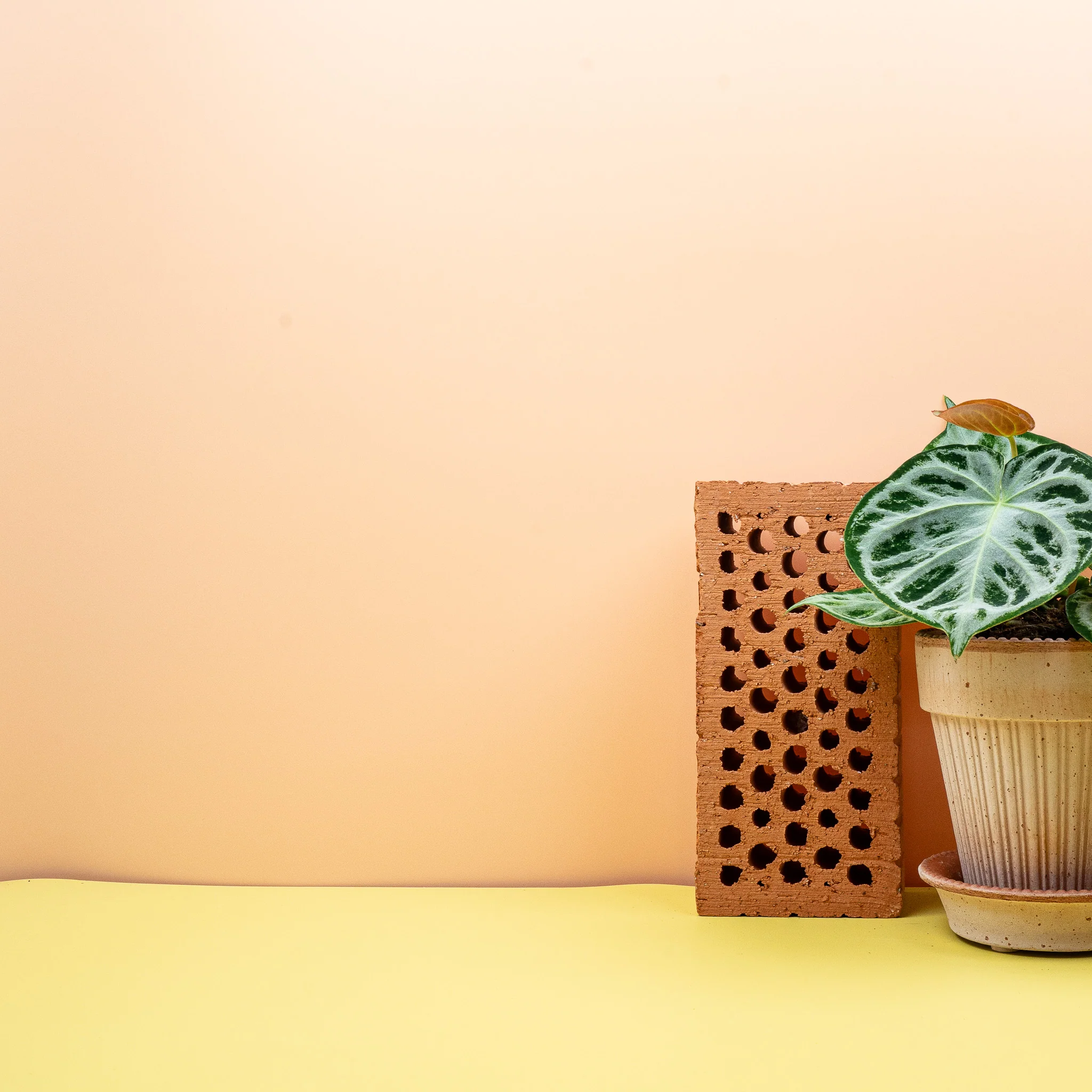 ANTHURIUM SILVER BLUSH - Image 9