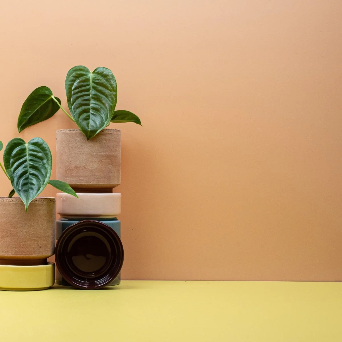ANTHURIUM VEITCHII - Image 10