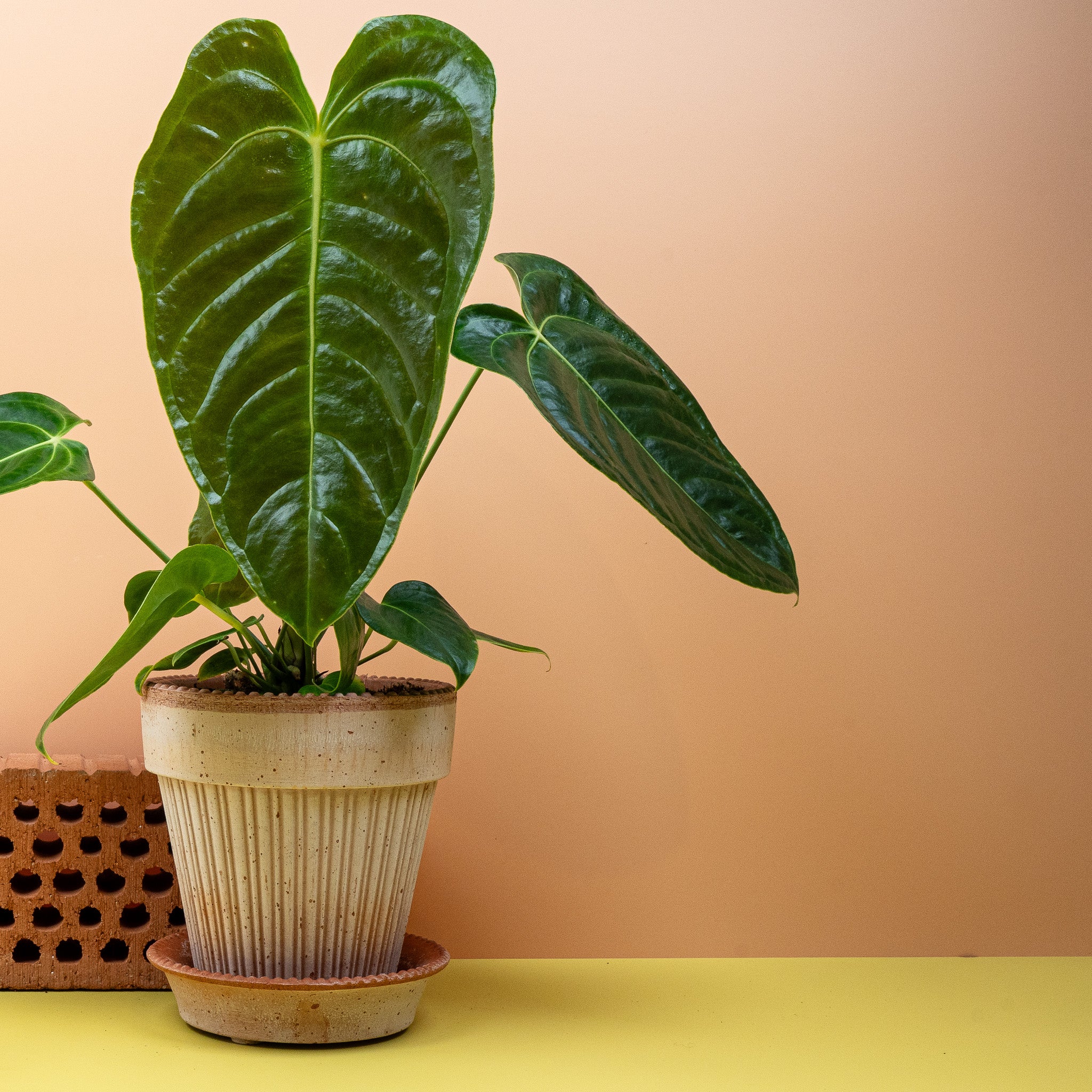 ANTHURIUM VEITCHII - Image 3
