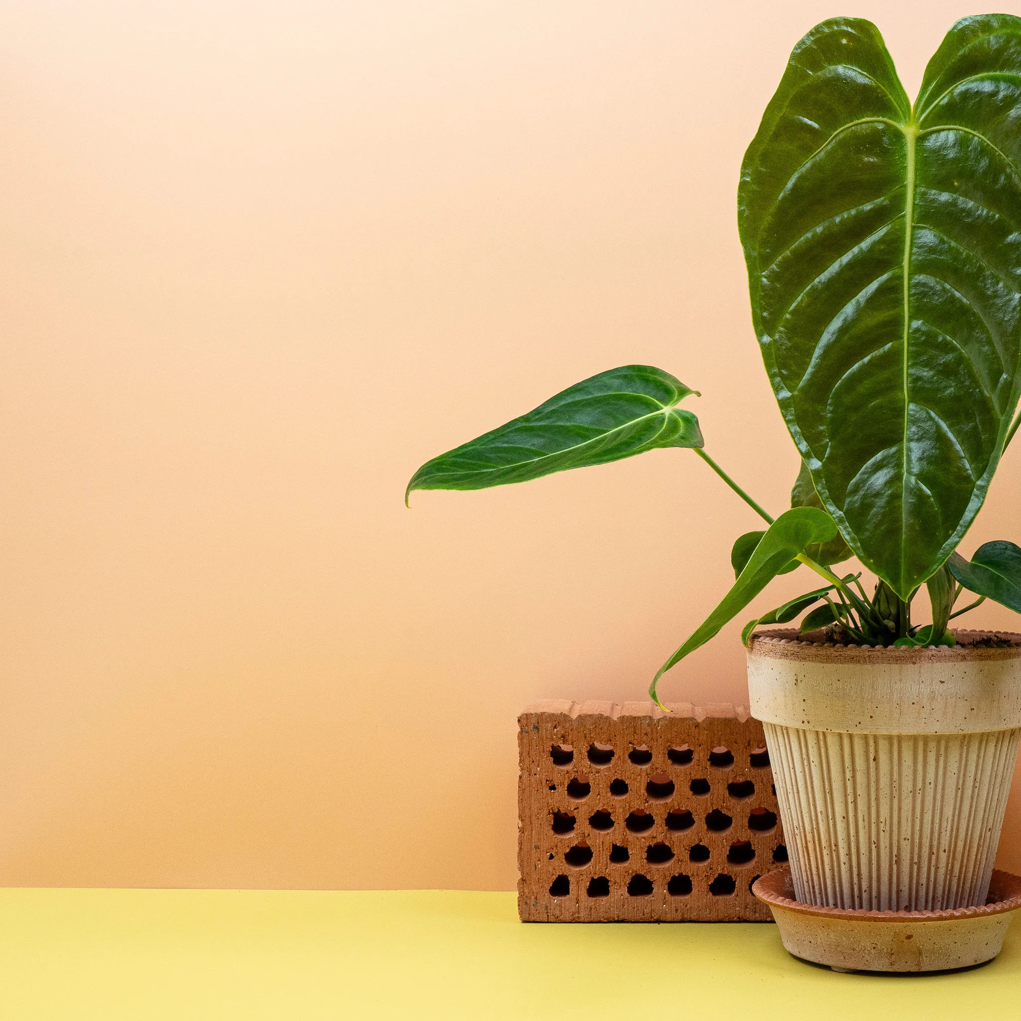 ANTHURIUM VEITCHII - Image 4