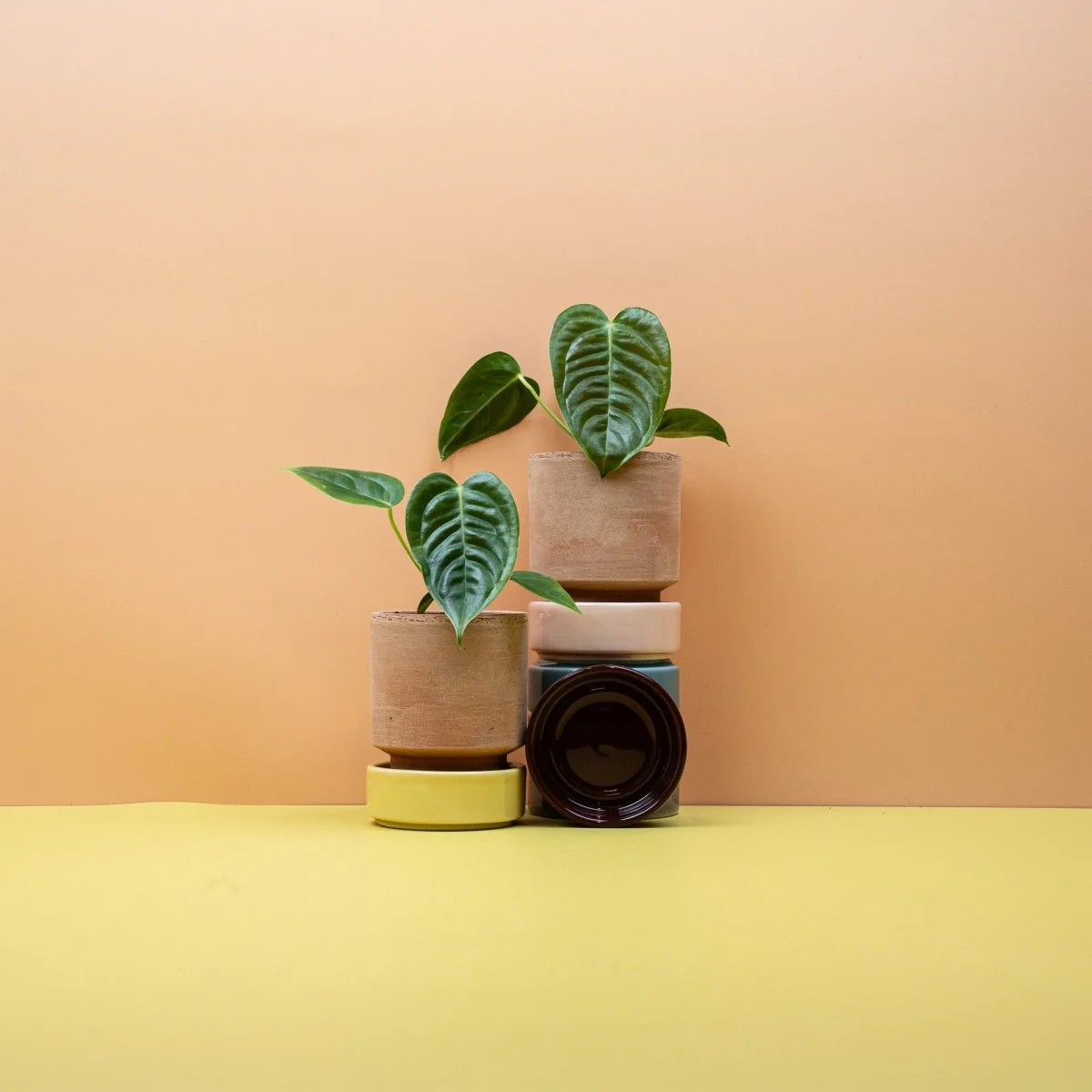 ANTHURIUM VEITCHII - Image 6
