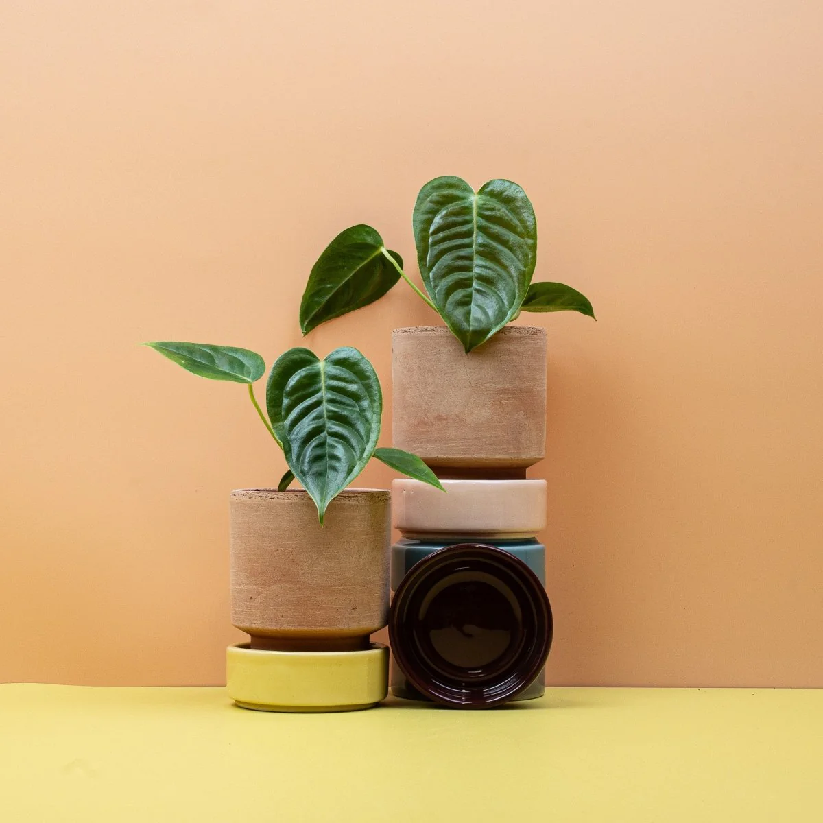 ANTHURIUM VEITCHII - Image 7