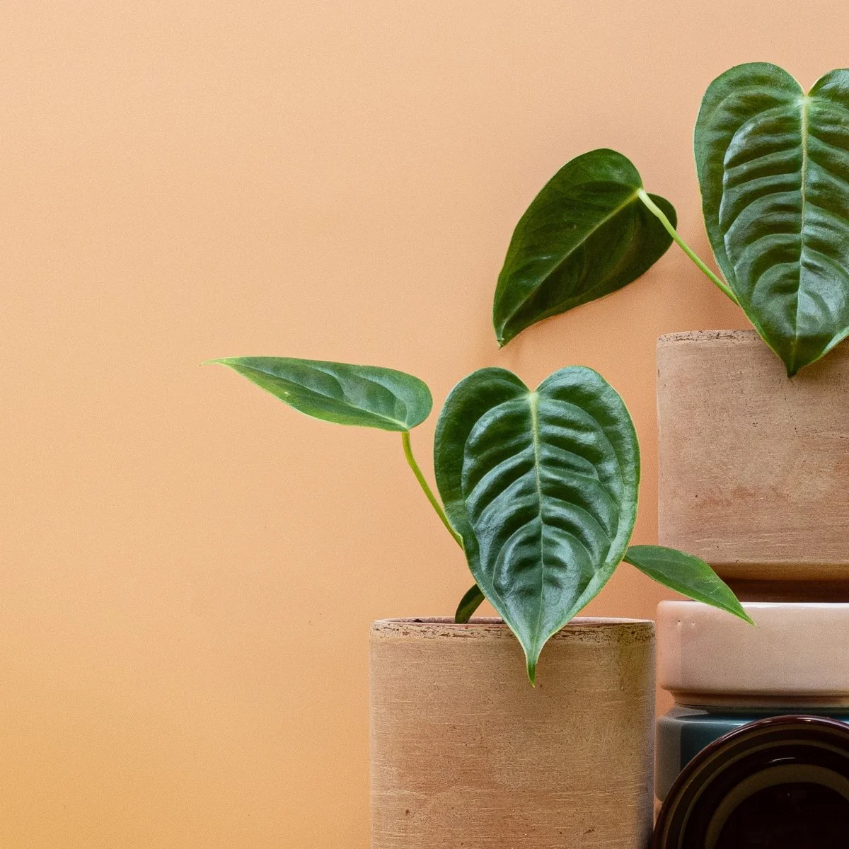 ANTHURIUM VEITCHII - Image 8