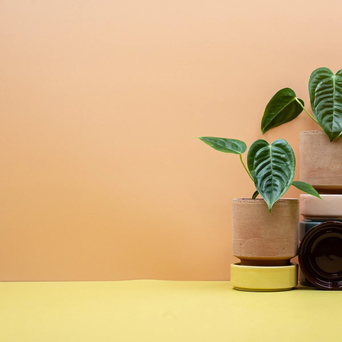 ANTHURIUM VEITCHII - Image 9