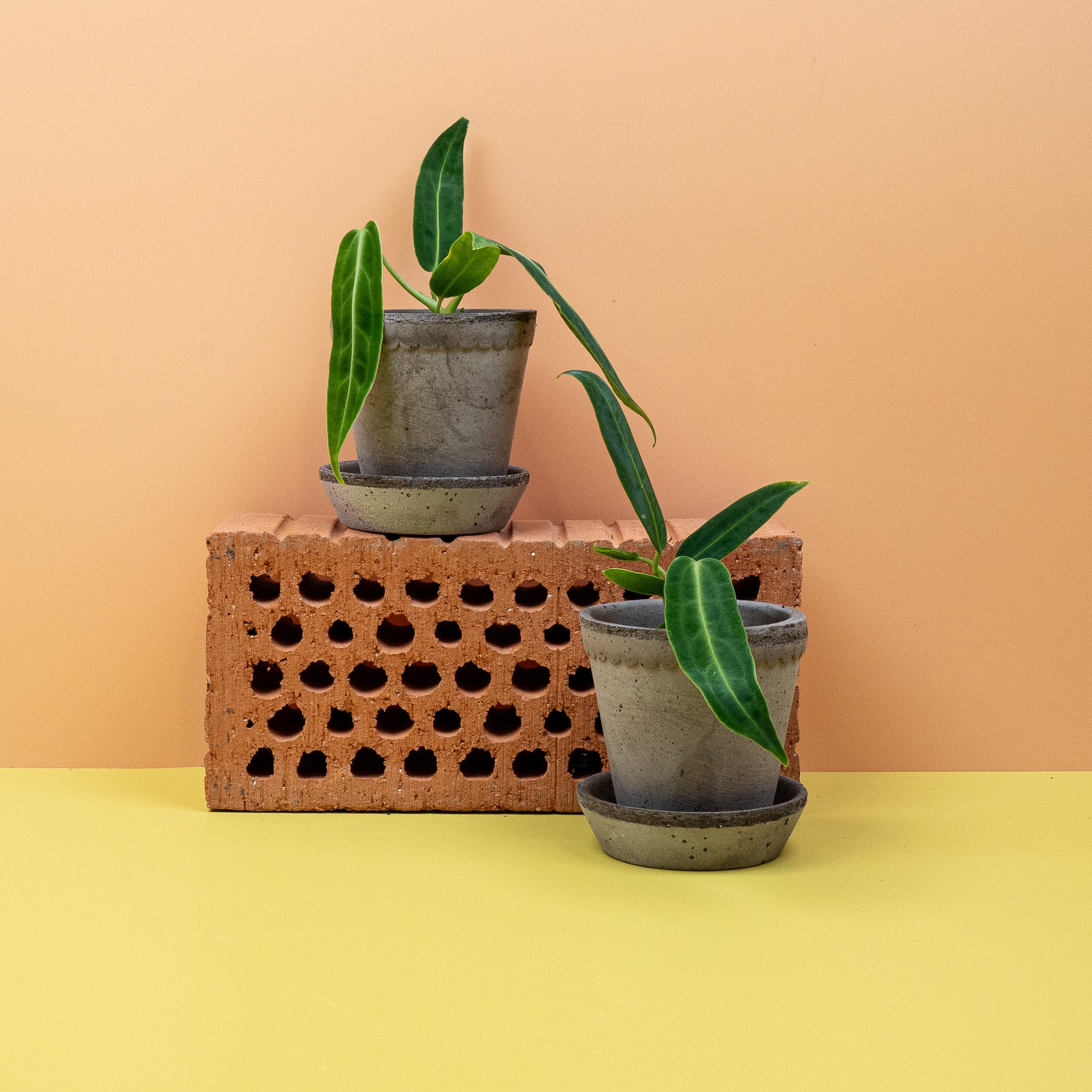 ANTHURIUM WAROCQUEANUM - Image 10