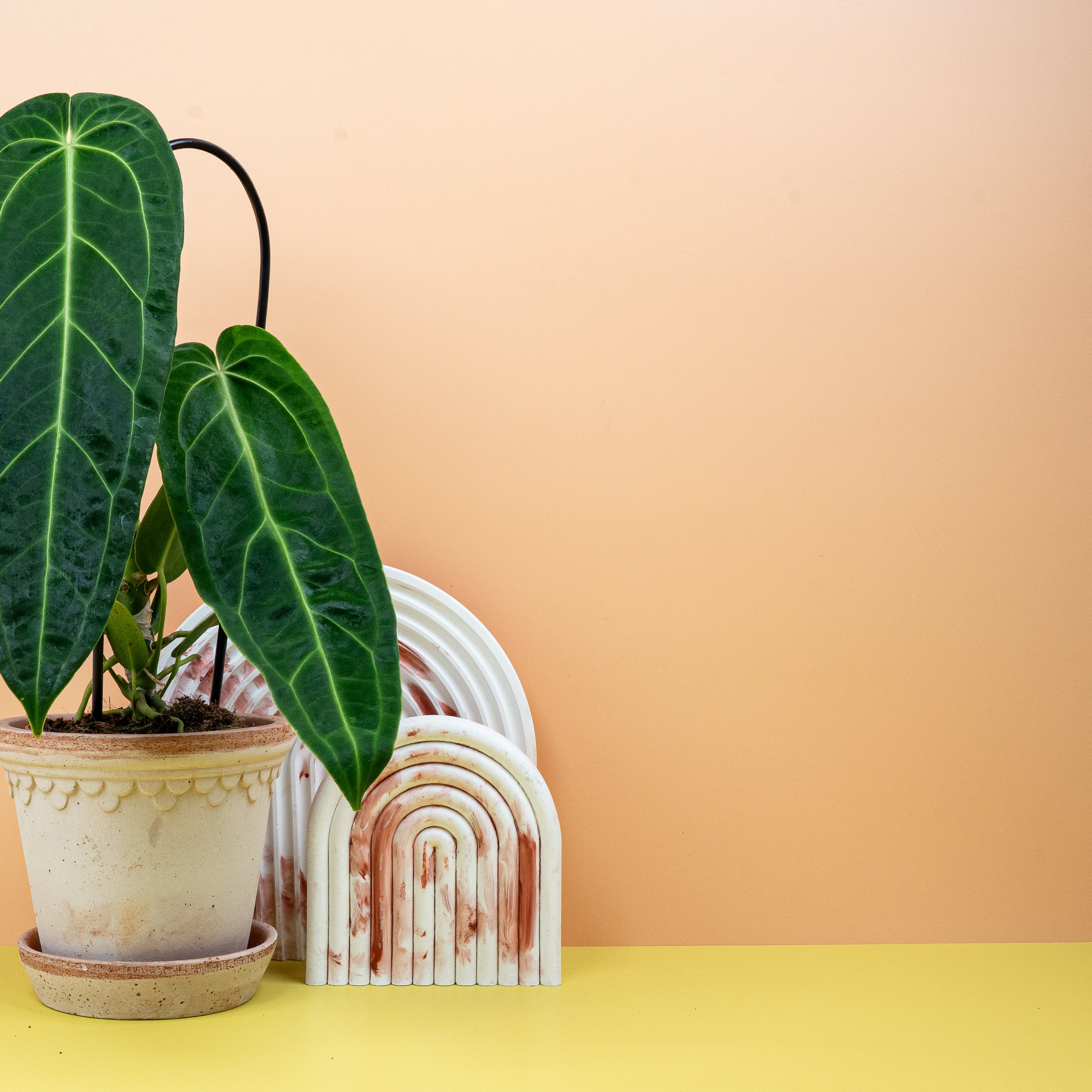 ANTHURIUM WAROCQUEANUM - Image 3