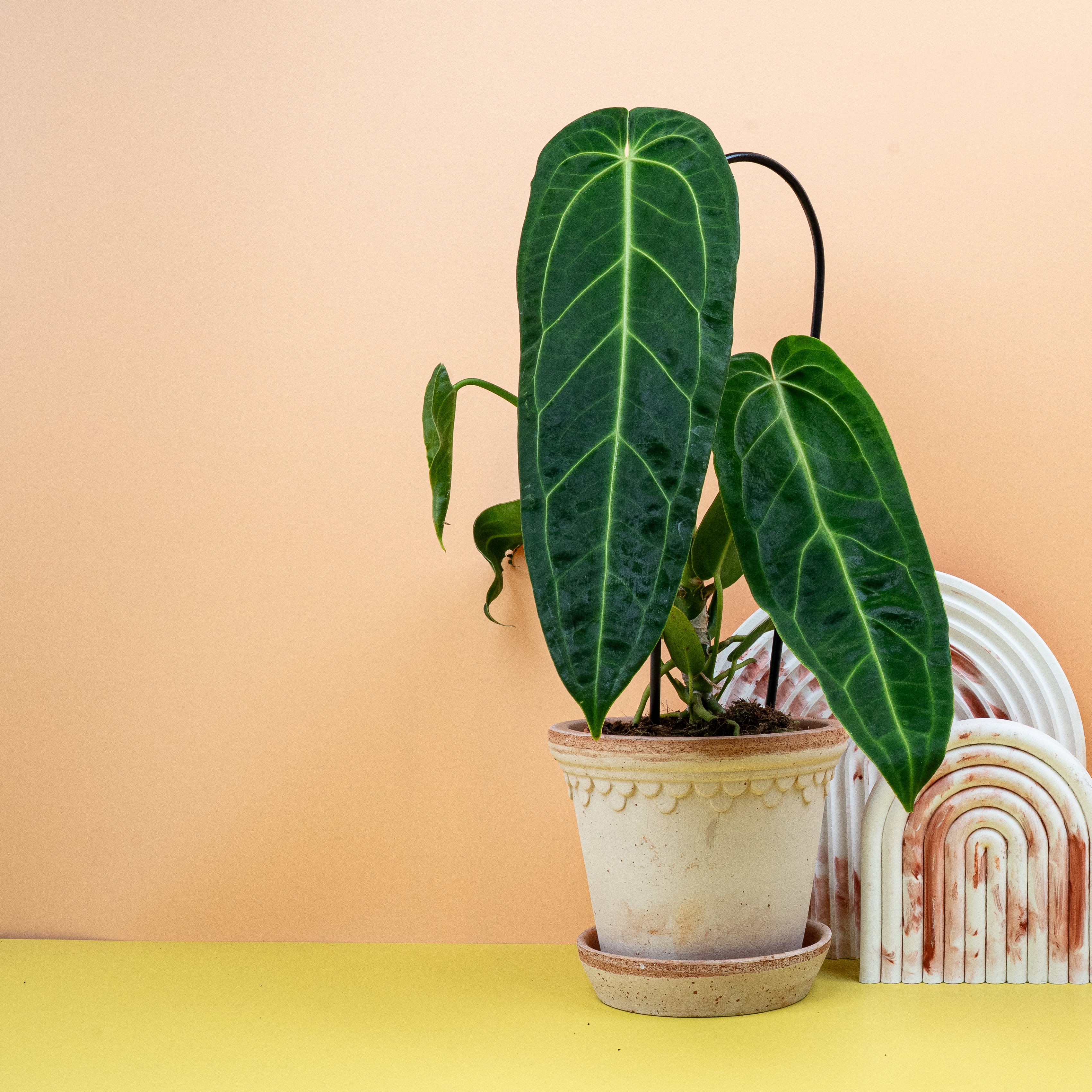 ANTHURIUM WAROCQUEANUM - Image 4