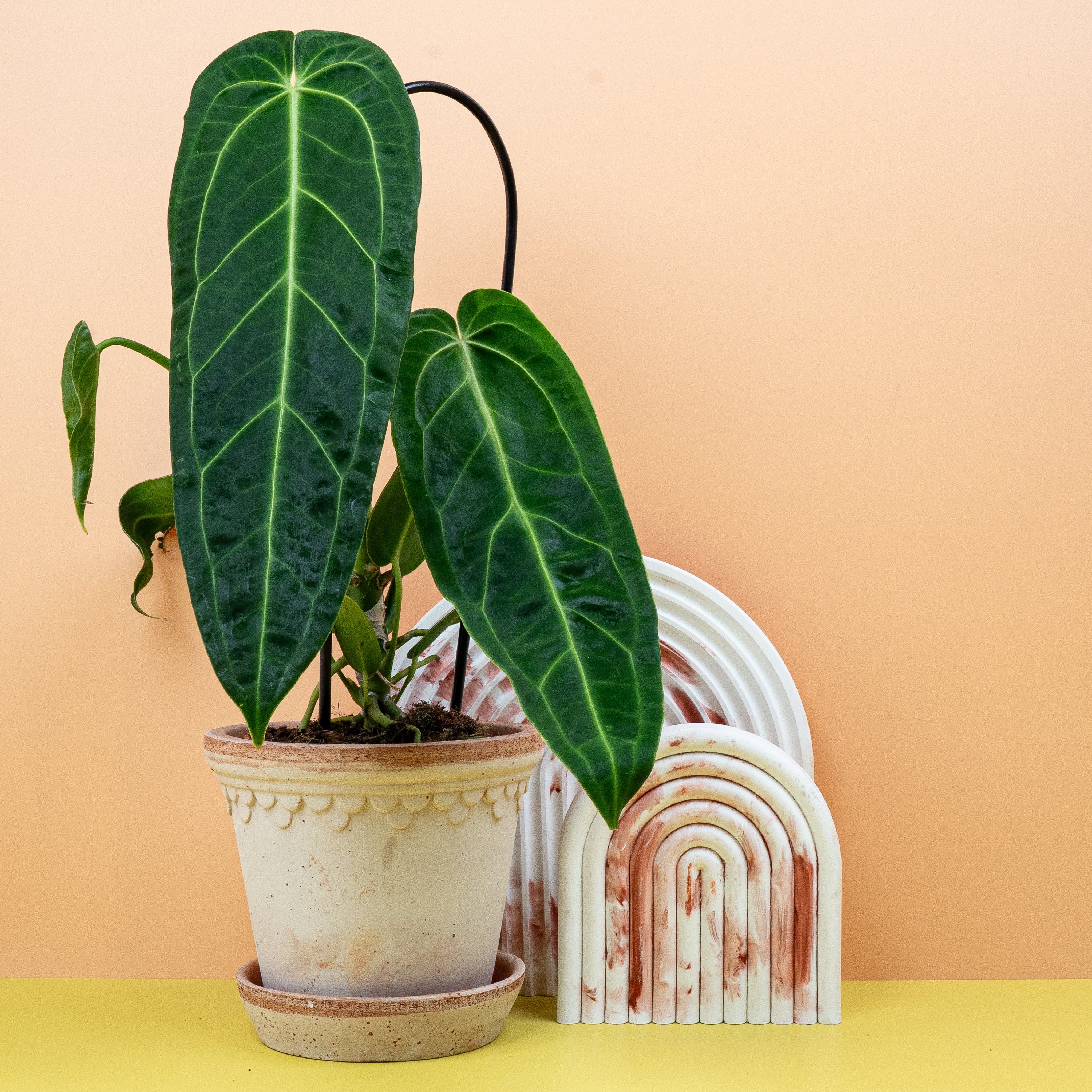 ANTHURIUM WAROCQUEANUM - Image 5