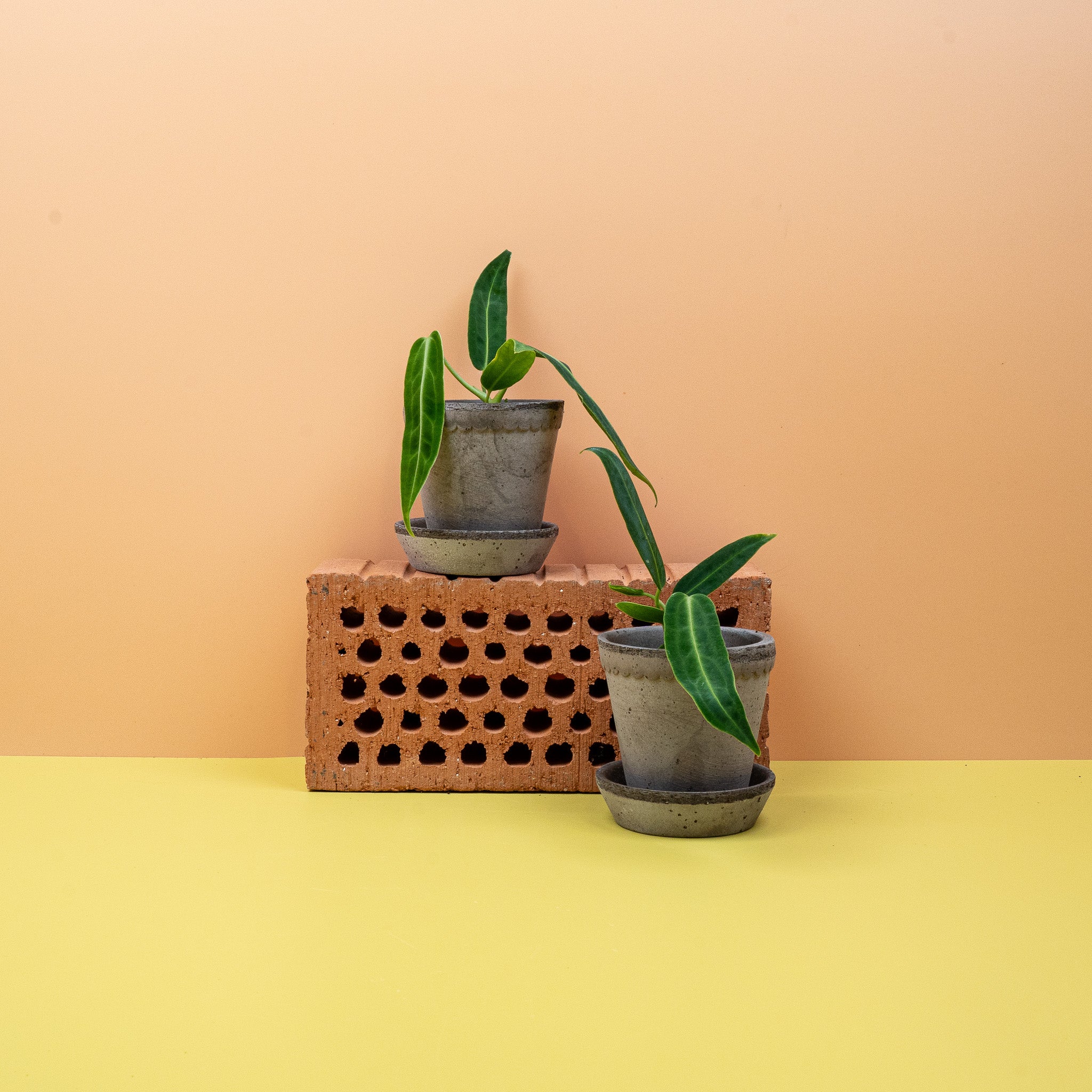 ANTHURIUM WAROCQUEANUM - Image 6