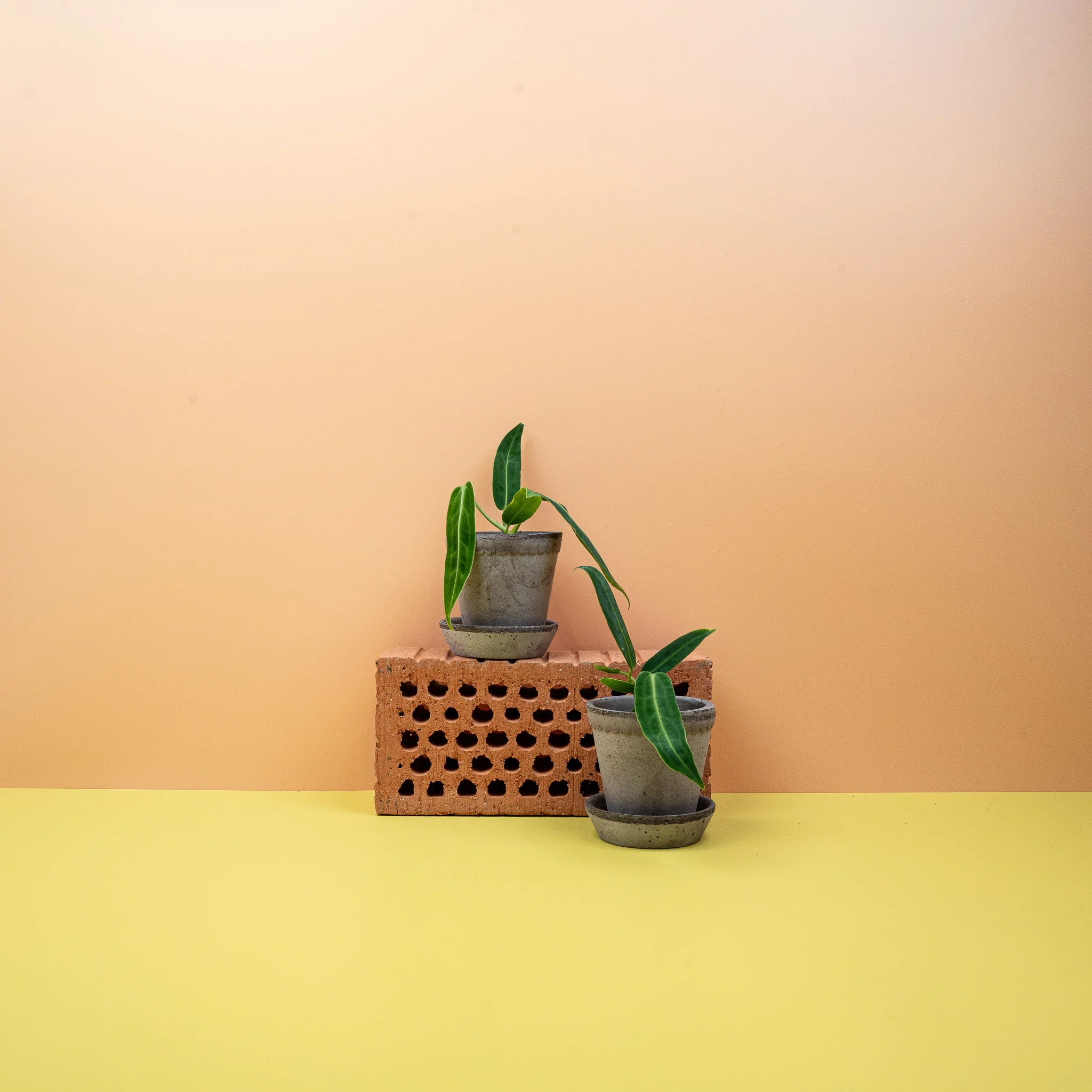 ANTHURIUM WAROCQUEANUM - Image 7