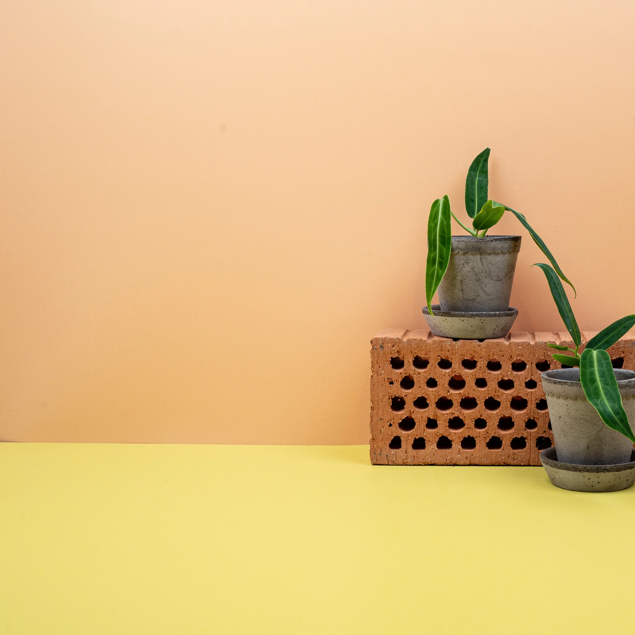 ANTHURIUM WAROCQUEANUM - Image 8