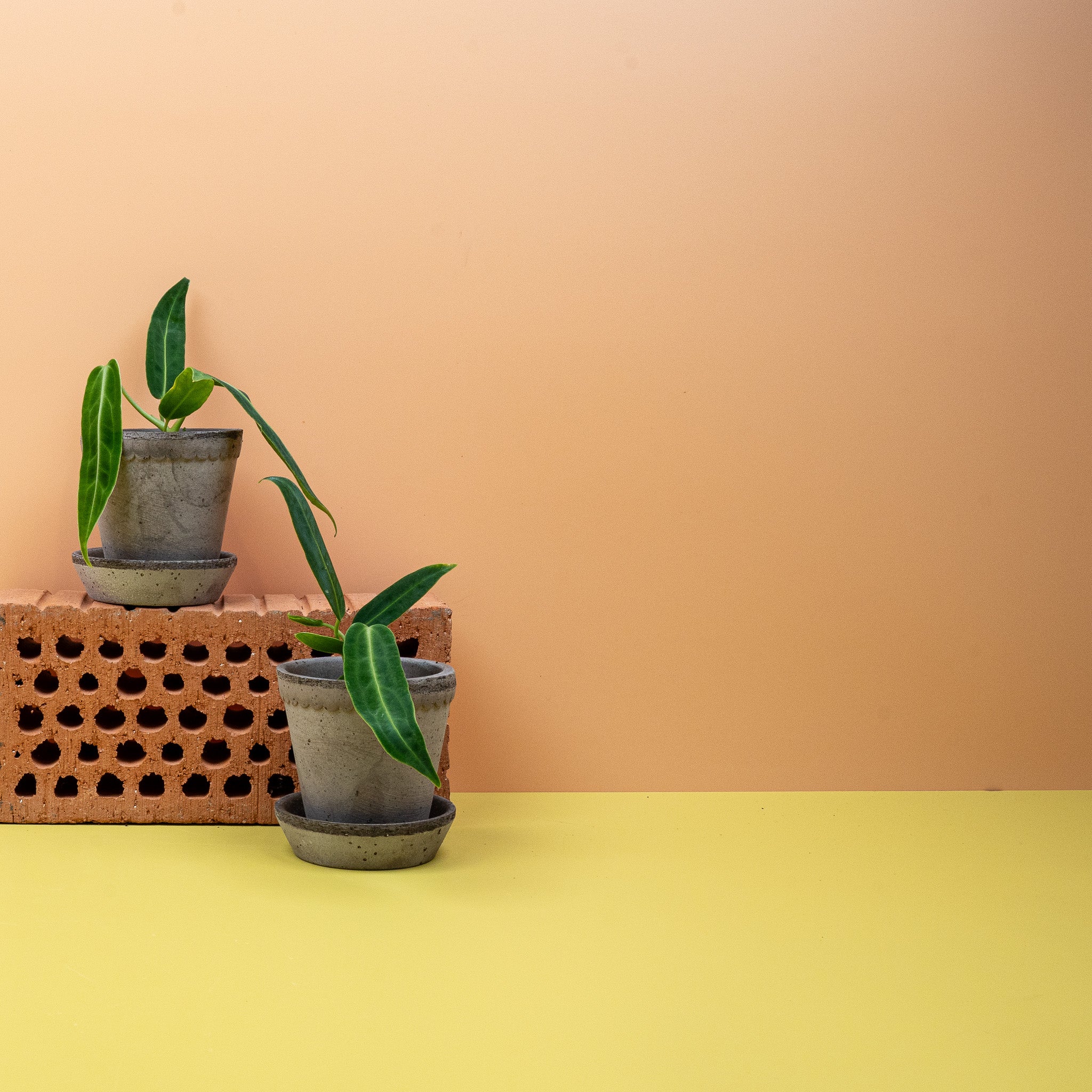 ANTHURIUM WAROCQUEANUM - Image 9