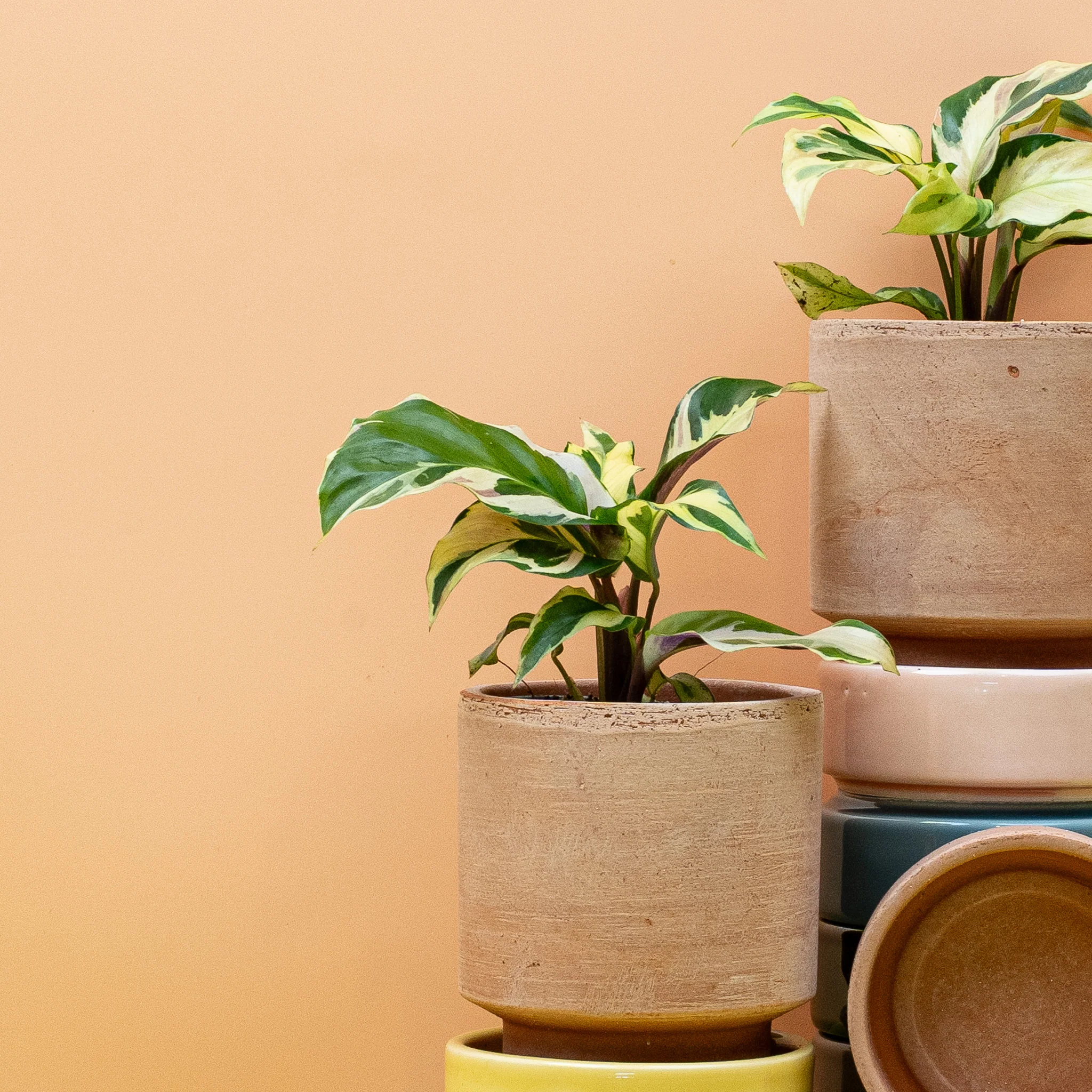 CALATHEA YELLOW FUSION - Image 10