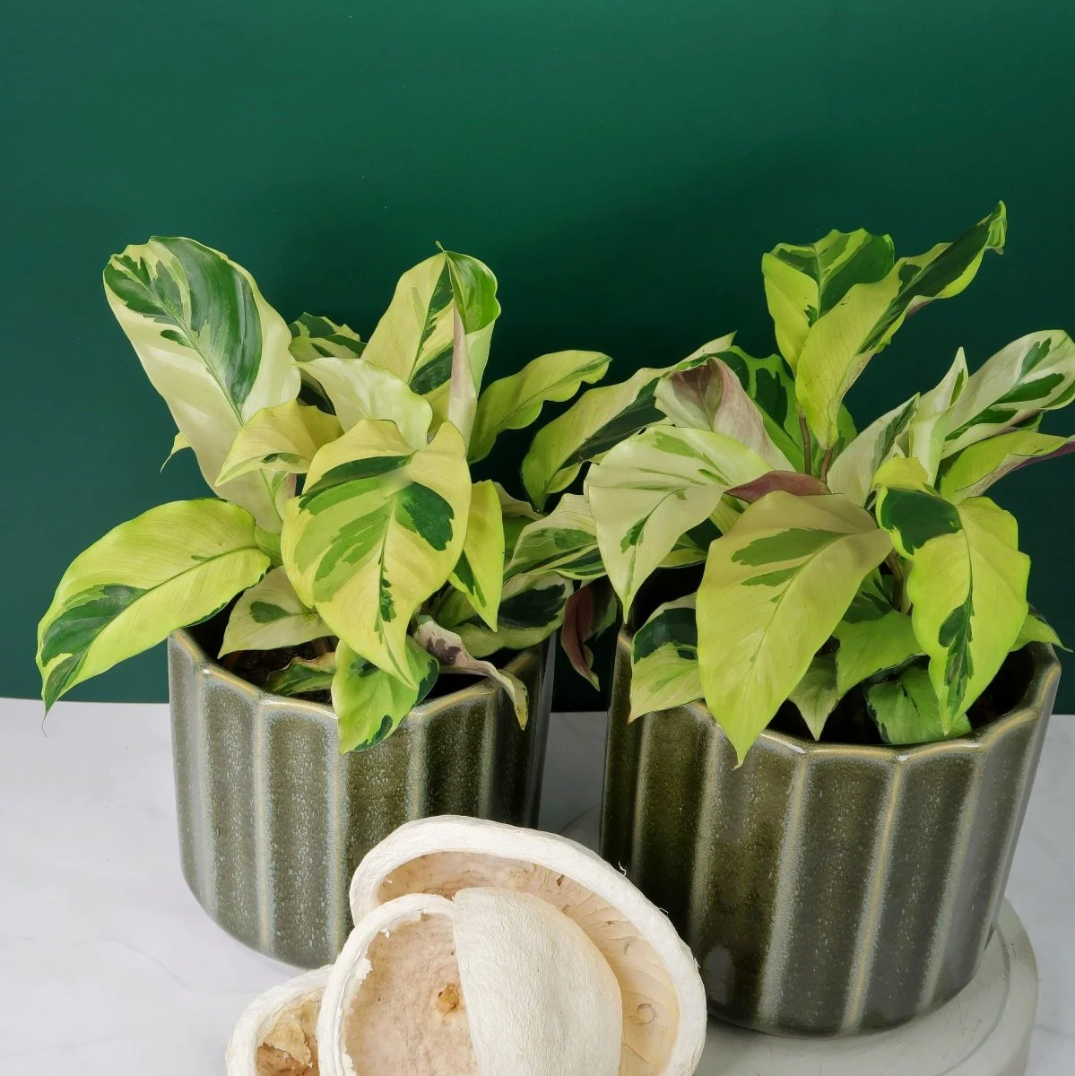 CALATHEA YELLOW FUSION - Image 3