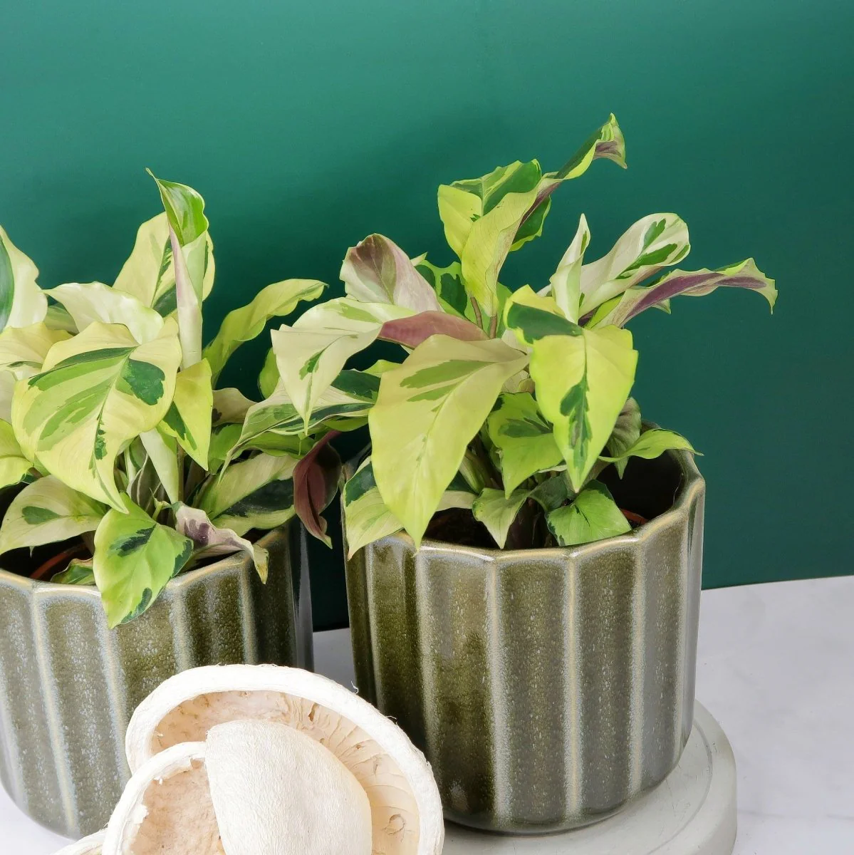 CALATHEA YELLOW FUSION - Image 4