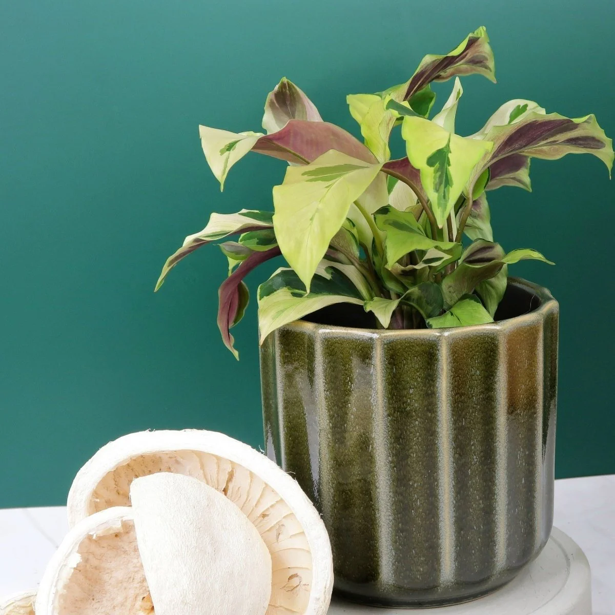 CALATHEA YELLOW FUSION - Image 5