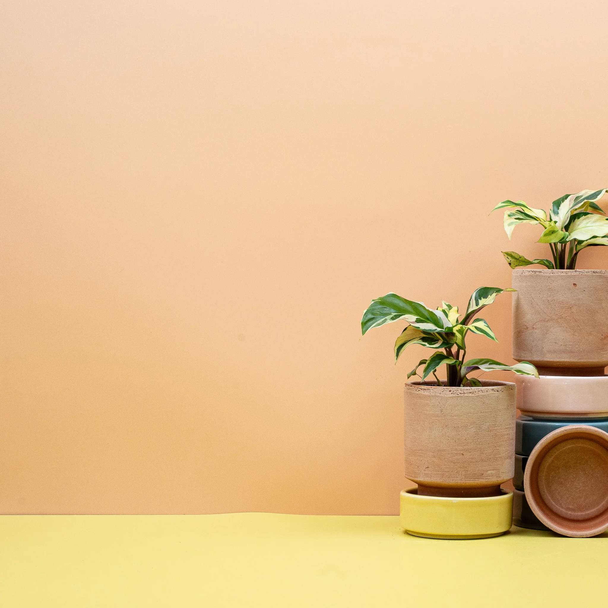 CALATHEA YELLOW FUSION - Image 8