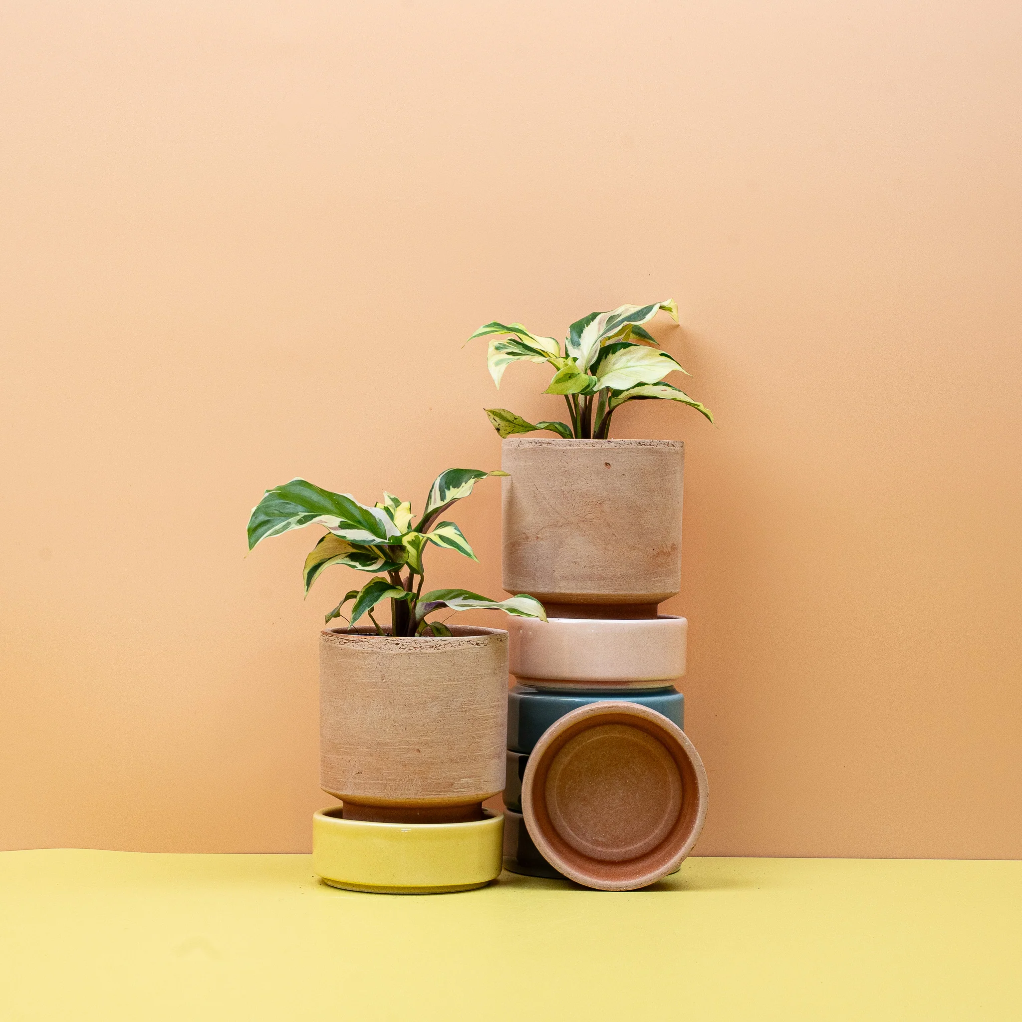 CALATHEA YELLOW FUSION - Image 9