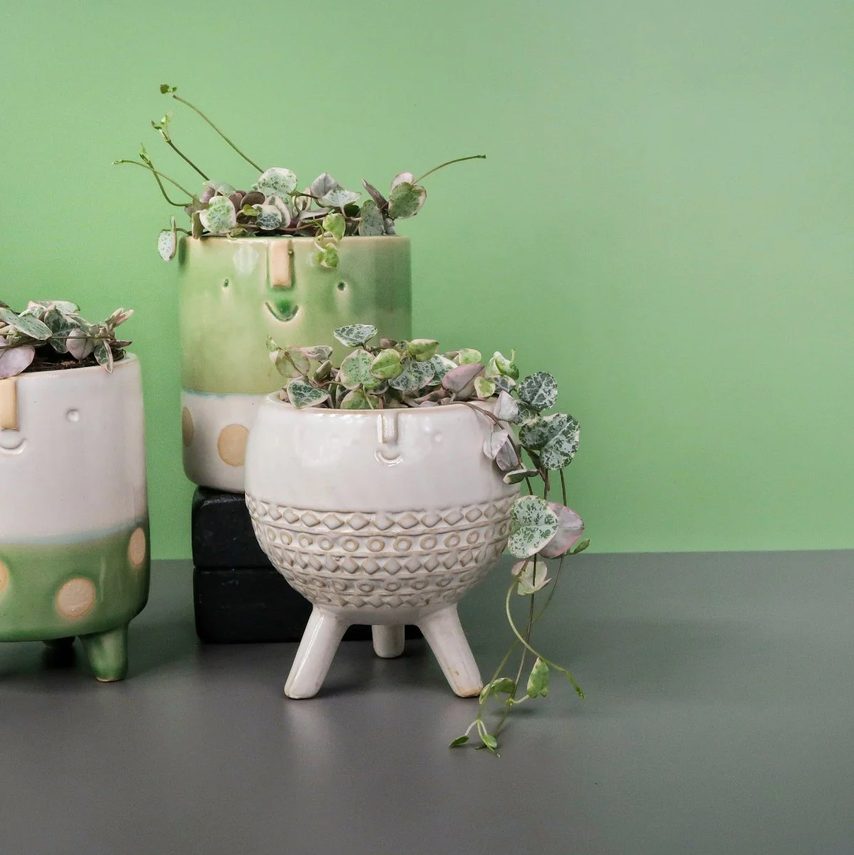 CEROPEGIA WOODII VARIEGATA - Image 3