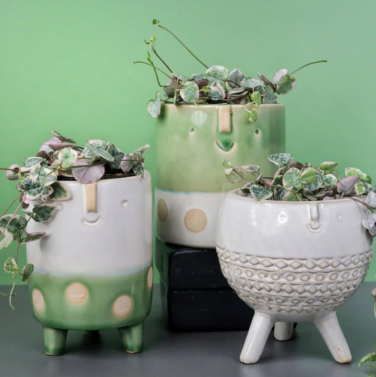 CEROPEGIA WOODII VARIEGATA - Image 4