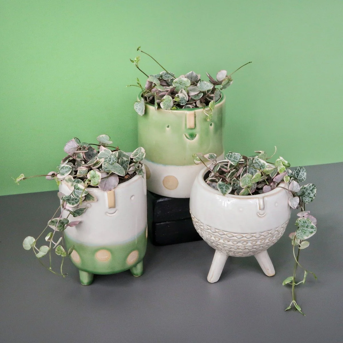 CEROPEGIA WOODII VARIEGATA - Image 5