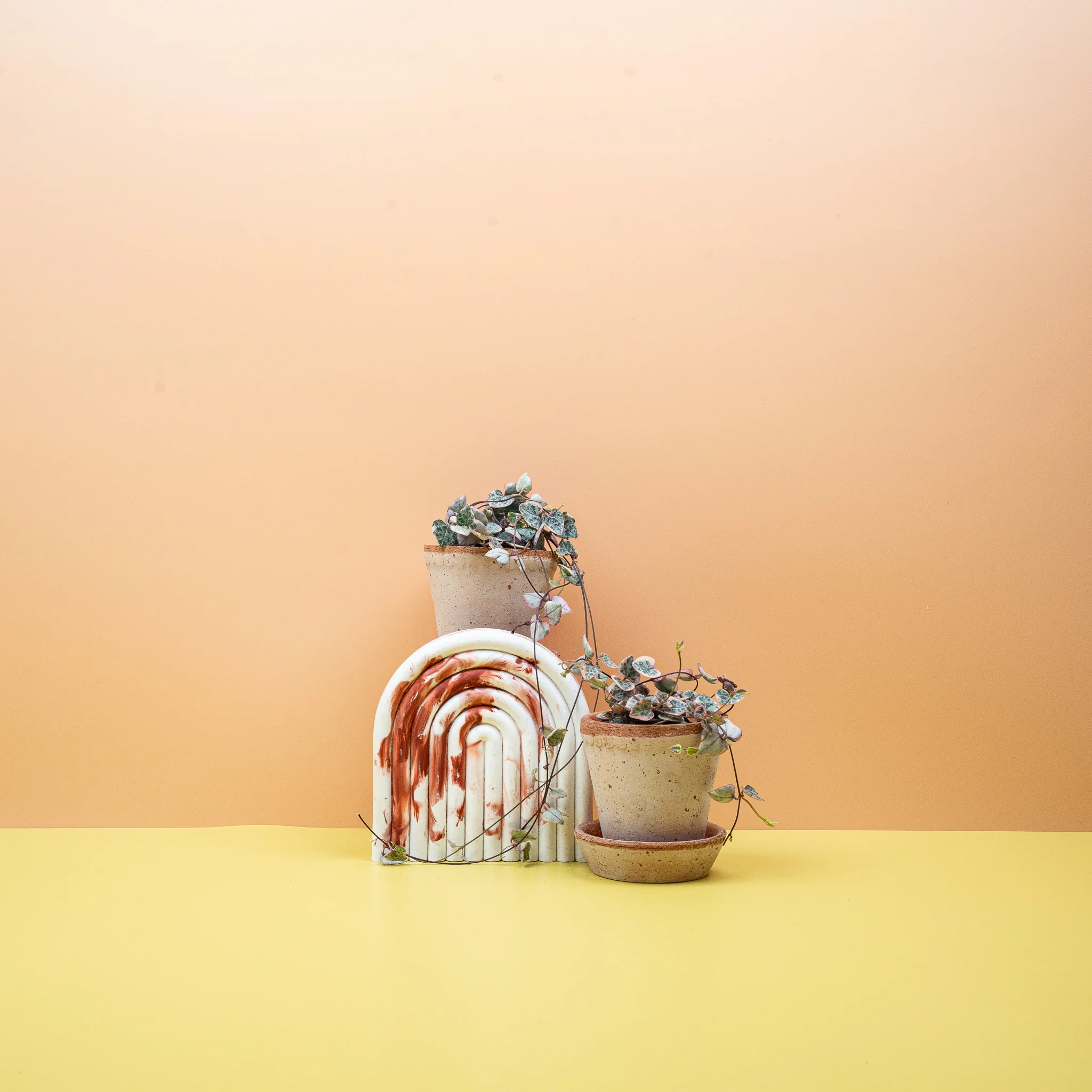 CEROPEGIA WOODII VARIEGATA - Image 6