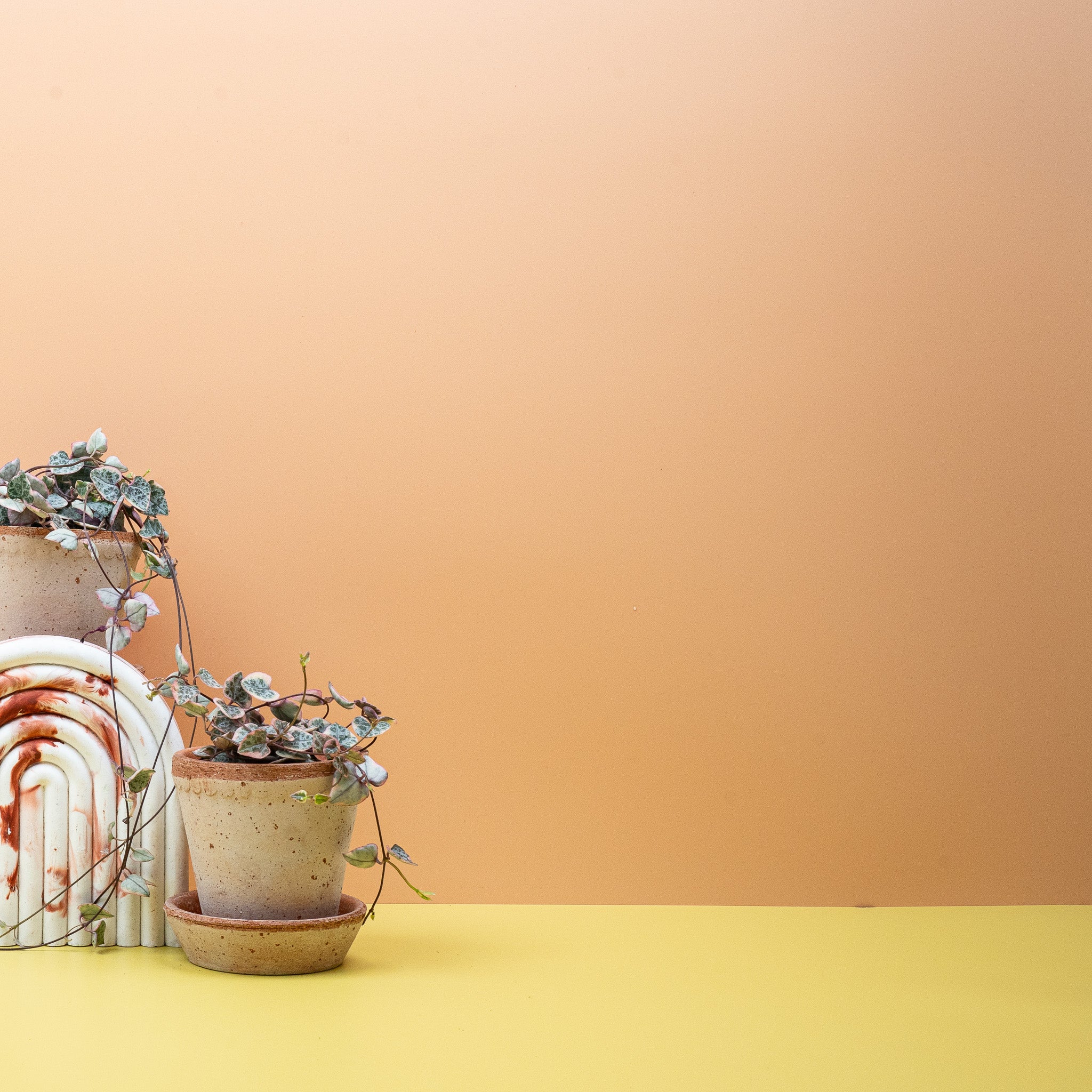 CEROPEGIA WOODII VARIEGATA - Image 7