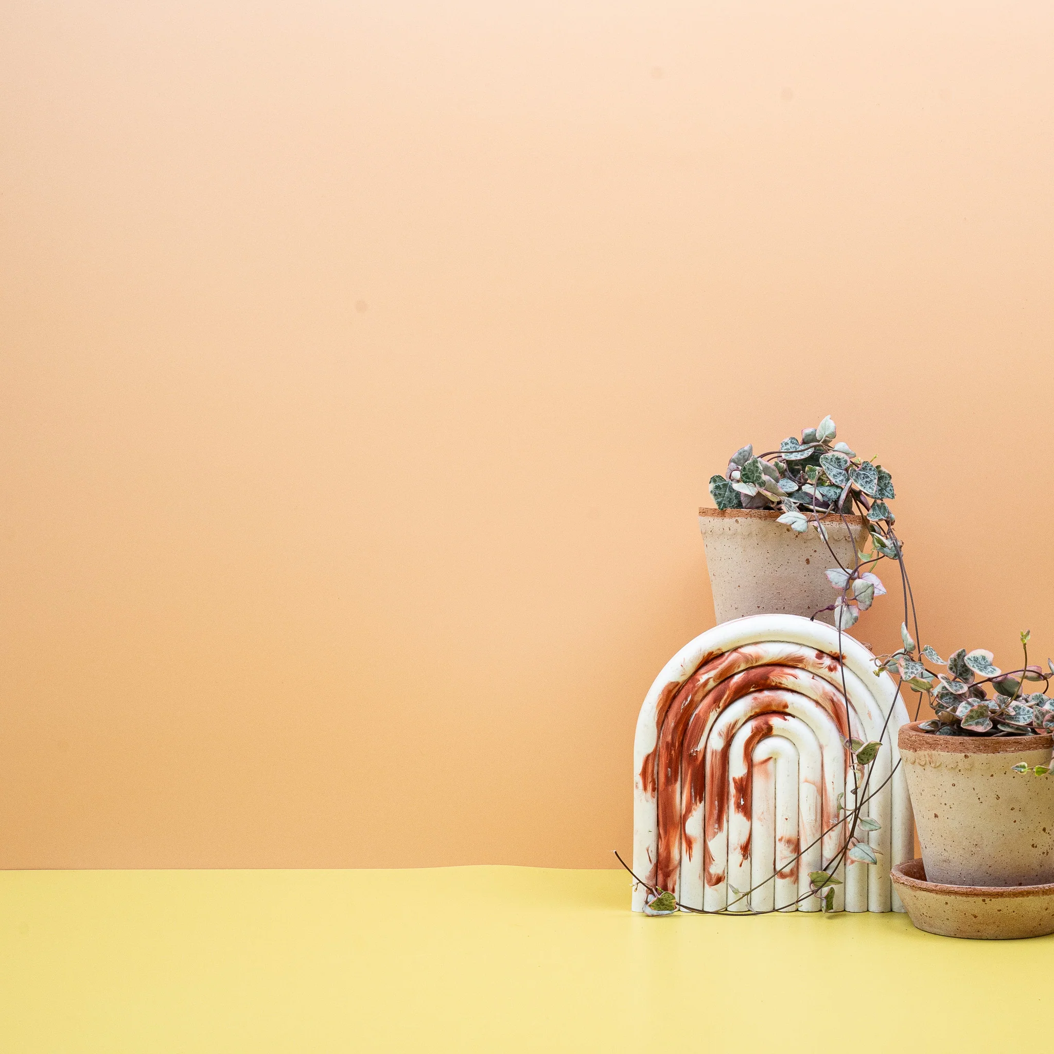 CEROPEGIA WOODII VARIEGATA - Image 8