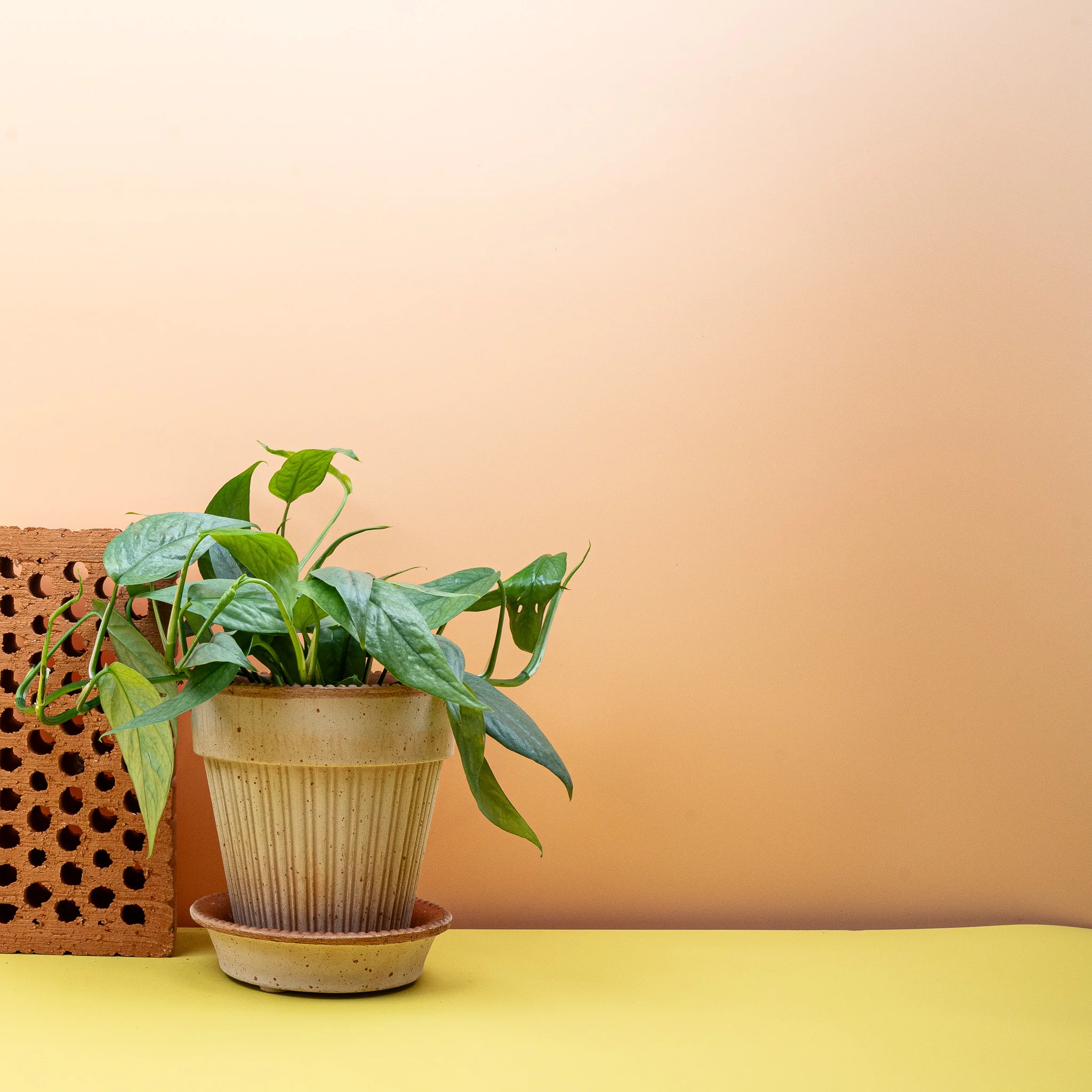 EPIPREMNUM CEBU BLUE - Image 3